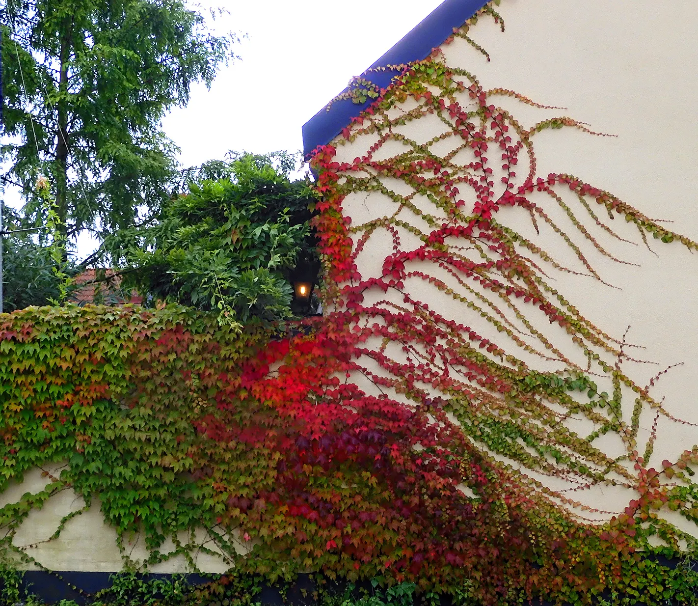 Boston Ivy (Parthenocissus Tricuspidata) — With proper placement and minimal care; boston Ivy (Parthenocissus tricuspidata) is a self-clinging, image 70