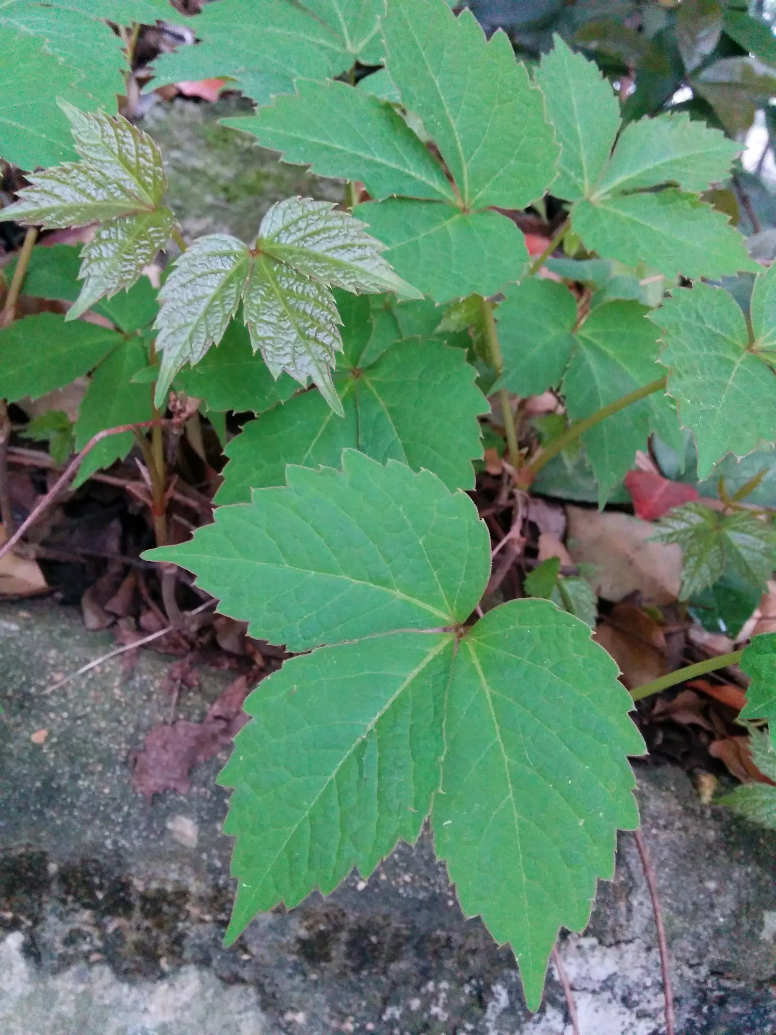 Boston Ivy (Parthenocissus Tricuspidata) — It reaches up to 50 feet, adhering effortlessly to surfaces, ideal for wall coverage or trellises; vine for full or