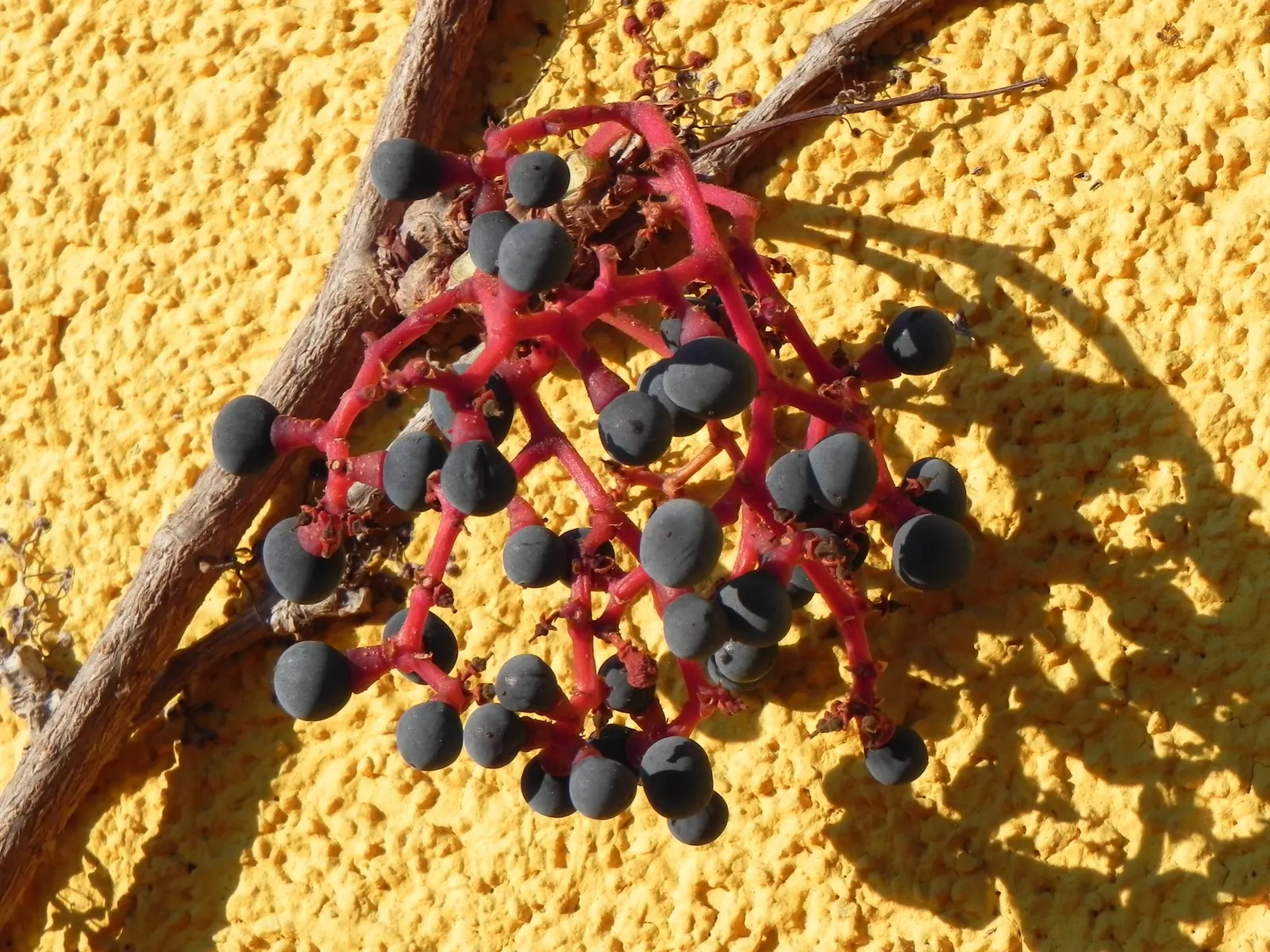Boston Ivy (Parthenocissus Tricuspidata) — Hardy in zones 4-8, it requires minimal care once established, adding vibrant texture to facades; consider the