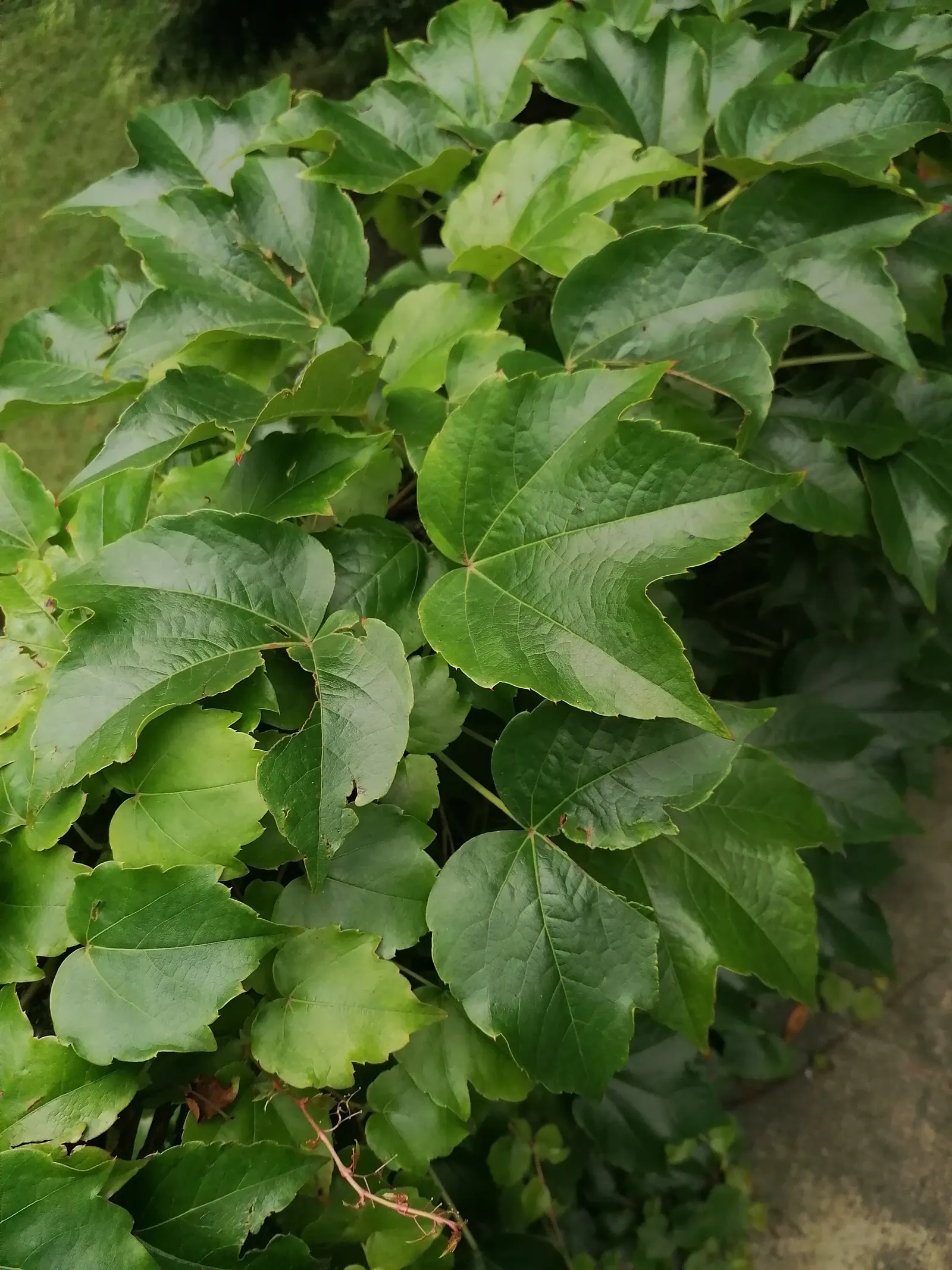 Boston Ivy (Parthenocissus Tricuspidata) — With proper placement and minimal care