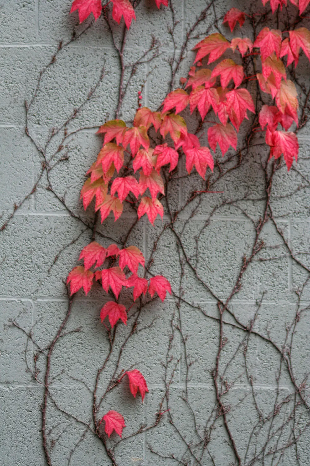 Boston Ivy (Parthenocissus Tricuspidata) — It reaches up to 50 feet, adhering effortlessly to surfaces, ideal for wall coverage or trellises