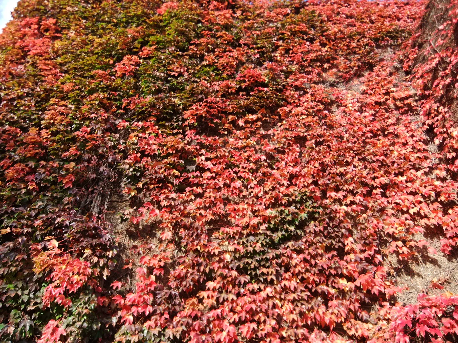Boston Ivy (Parthenocissus Tricuspidata) — making it an excellent choice for creating a 'living wall' on brick; boston Ivy will be a dynamic and, image 62