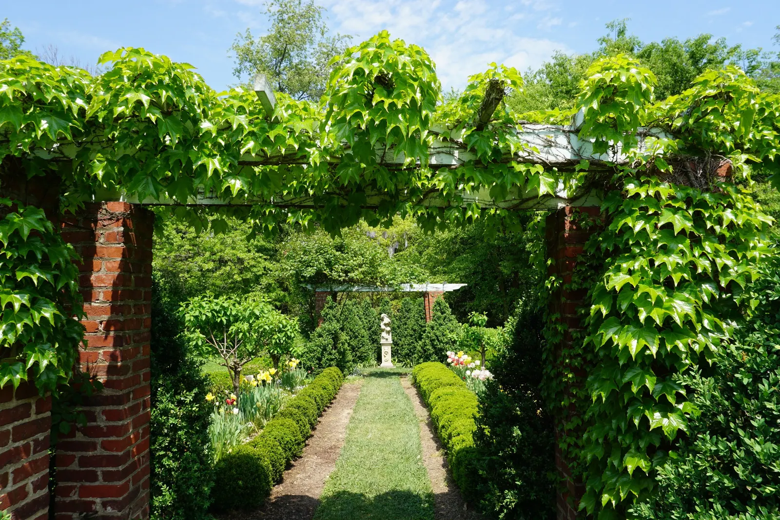 Boston Ivy (Parthenocissus Tricuspidata) — Boston Ivy thrives in USDA hardiness zones 4 through 8 and is not picky about its growing conditions