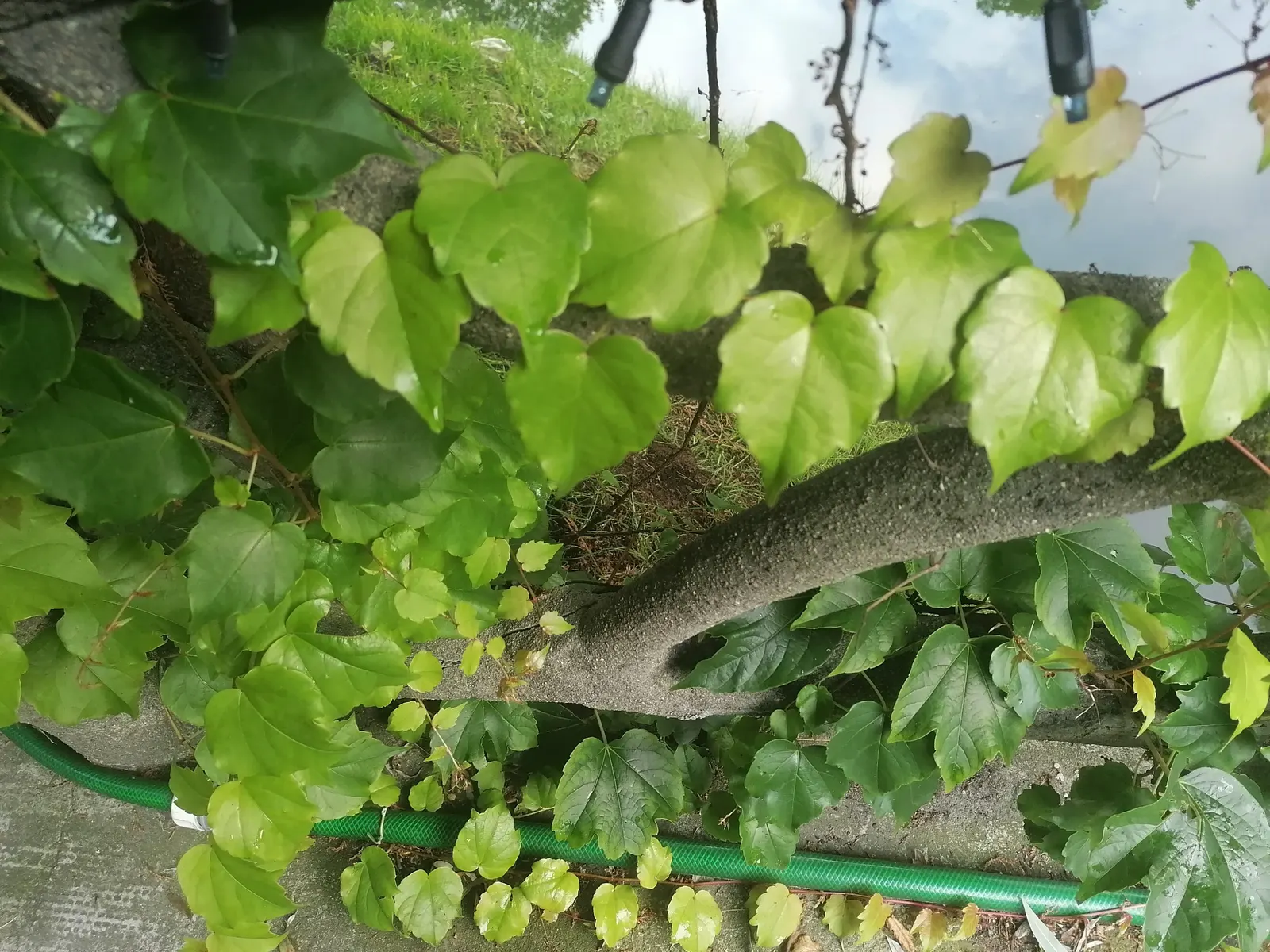 Boston Ivy (Parthenocissus Tricuspidata) — as the adhesive pads can be difficult to remove and may damage paint or weak masonry