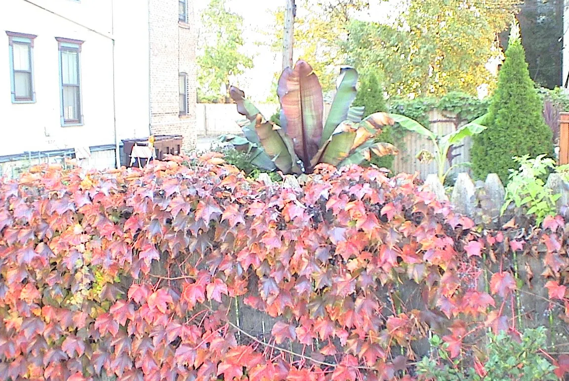 Boston Ivy (Parthenocissus Tricuspidata) — or wood without the need for structural support; green facade during the growing season and a stunning display of