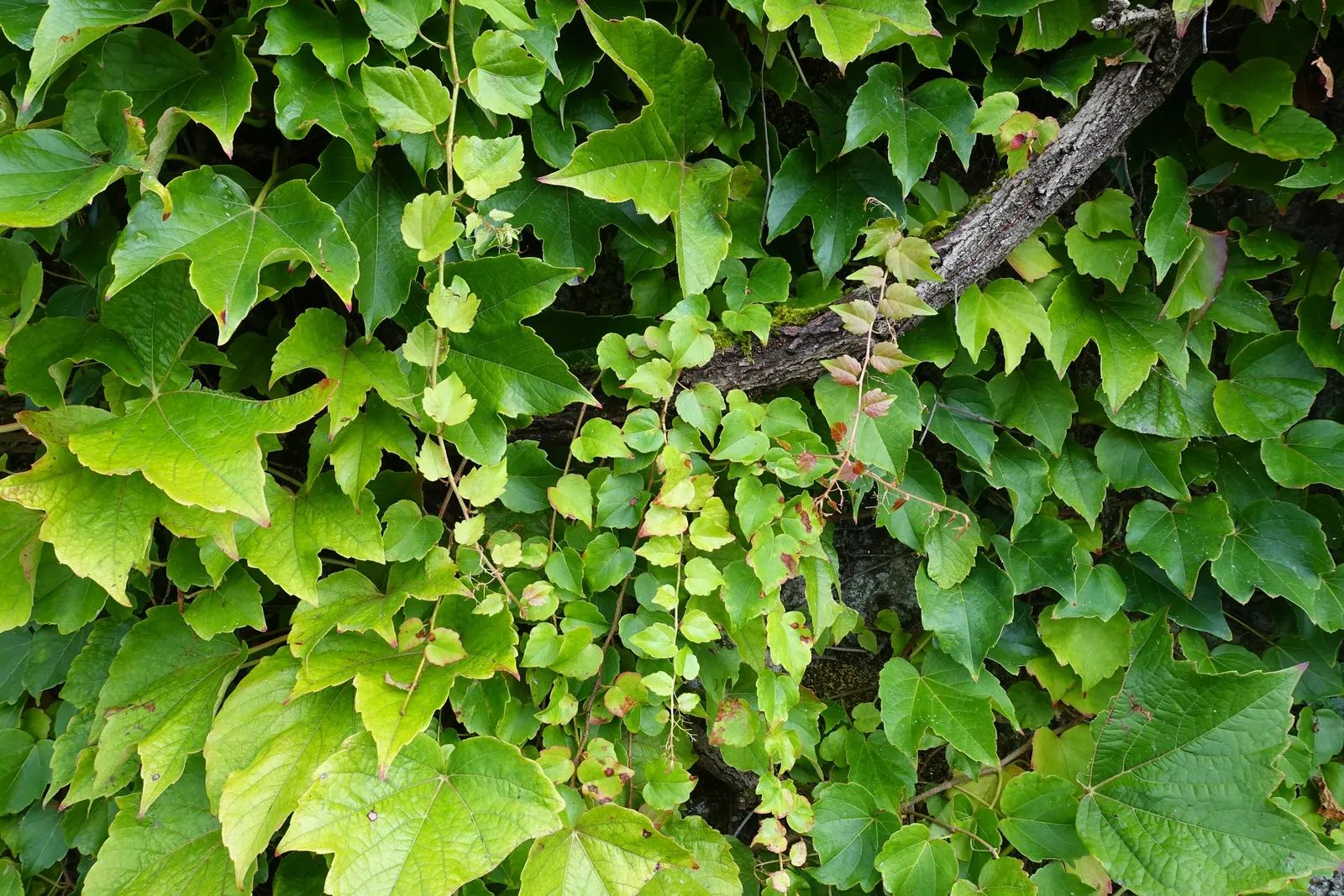 Boston Ivy (Parthenocissus Tricuspidata) — making it an excellent choice for creating a 'living wall' on brick; boston Ivy will be a dynamic and, image 80