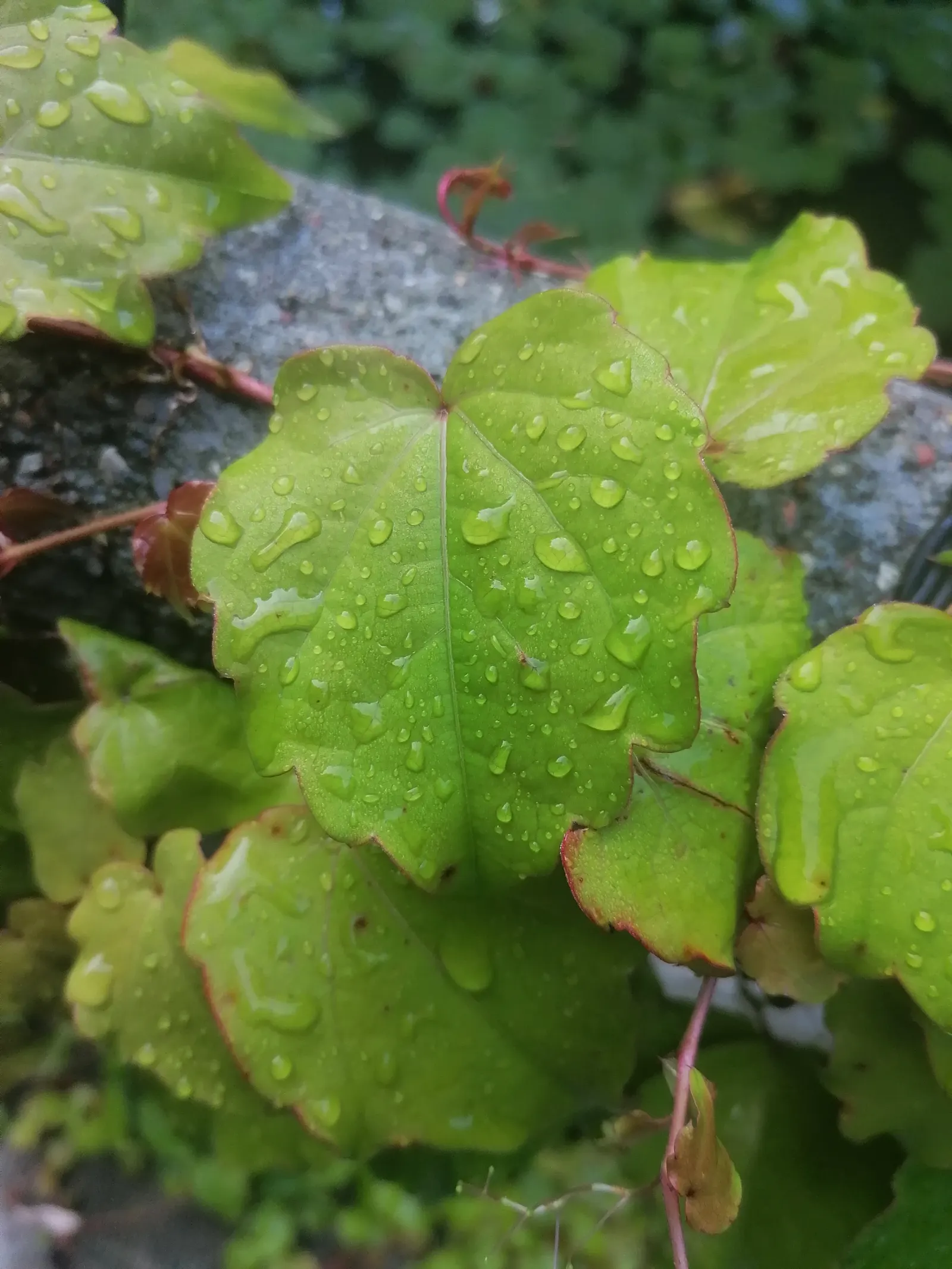 Boston Ivy (Parthenocissus Tricuspidata) — consider the potential impact on surfaces