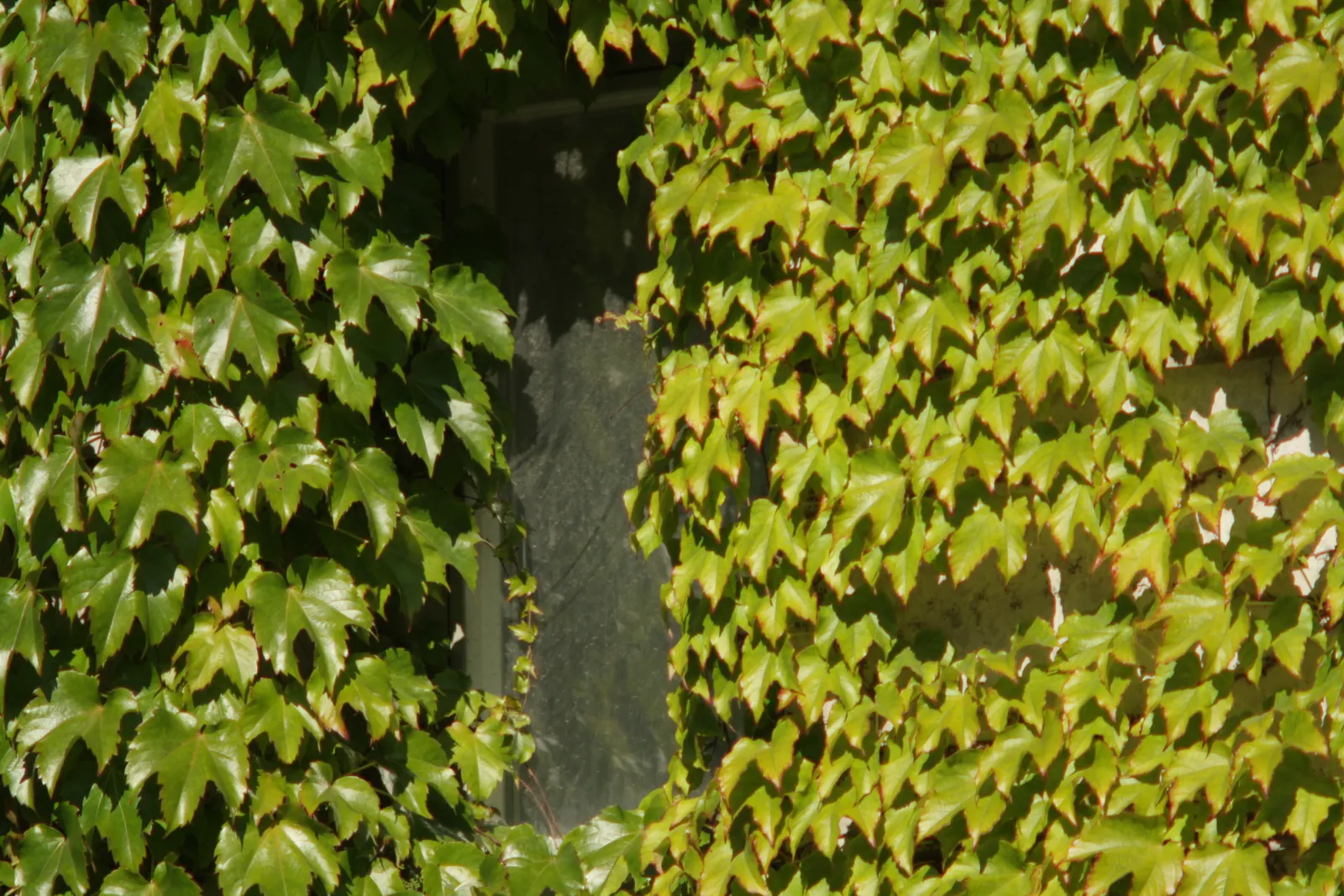 Boston Ivy (Parthenocissus Tricuspidata) — <br><br>Reaching heights of up to 50 feet and spreads as wide as 10 feet if left unpruned; offering dense coverage