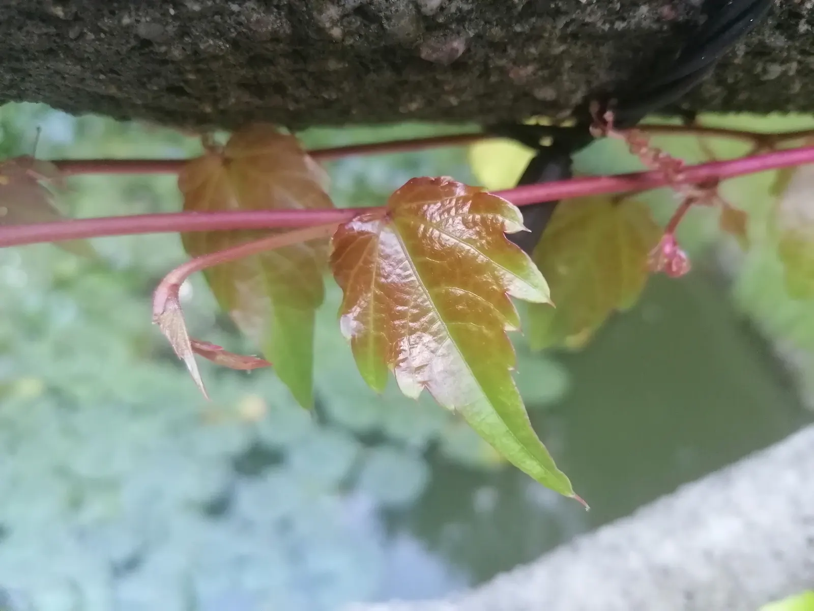 Boston Ivy (Parthenocissus Tricuspidata) — offering dense coverage and excellent seasonal interest