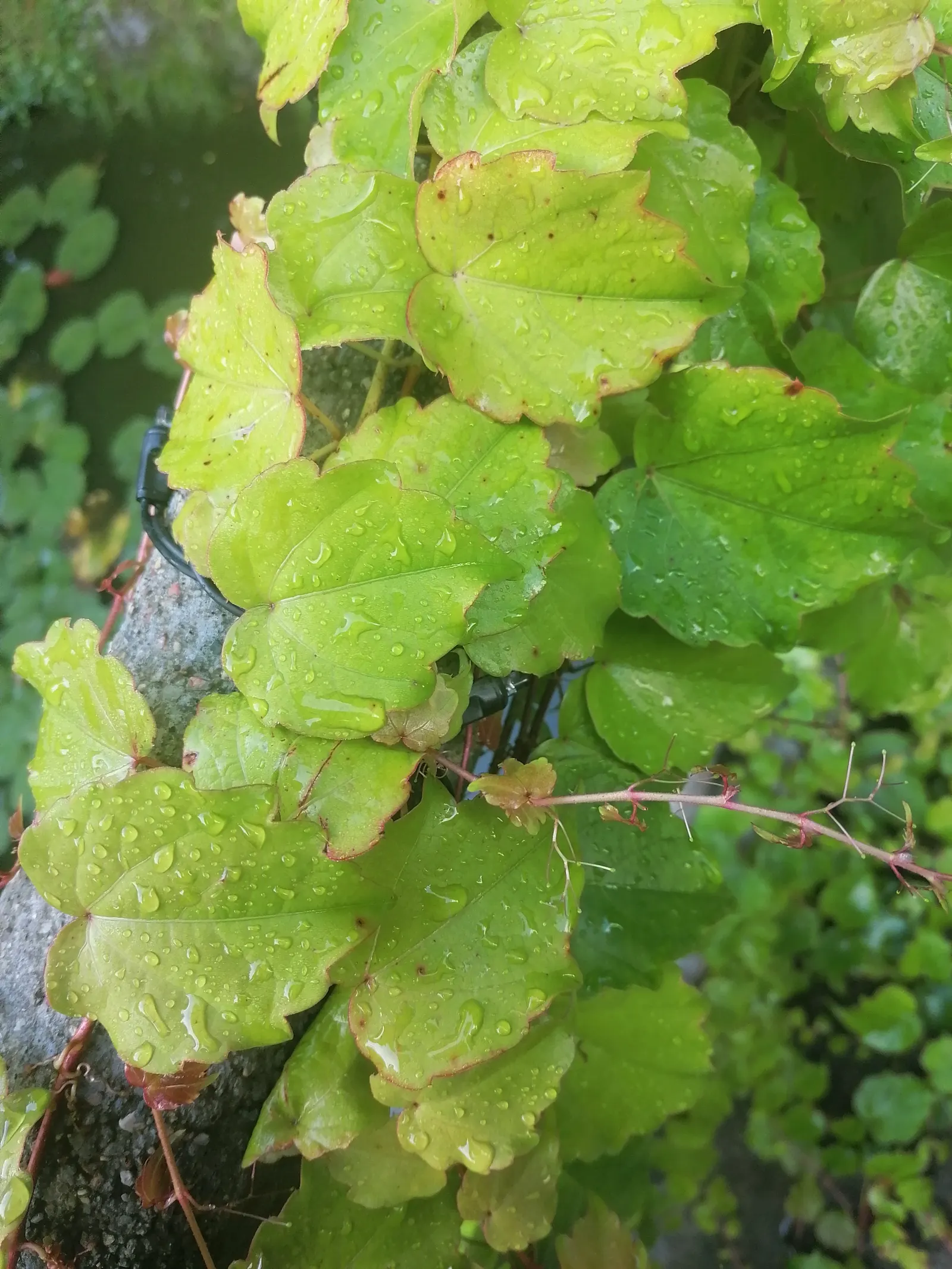 Boston Ivy (Parthenocissus Tricuspidata) — vine for full or half or shade