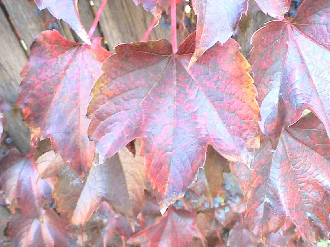 Boston Ivy (Parthenocissus Tricuspidata) — making it an excellent choice for creating a 'living wall' on brick; boston Ivy will be a dynamic and attractive