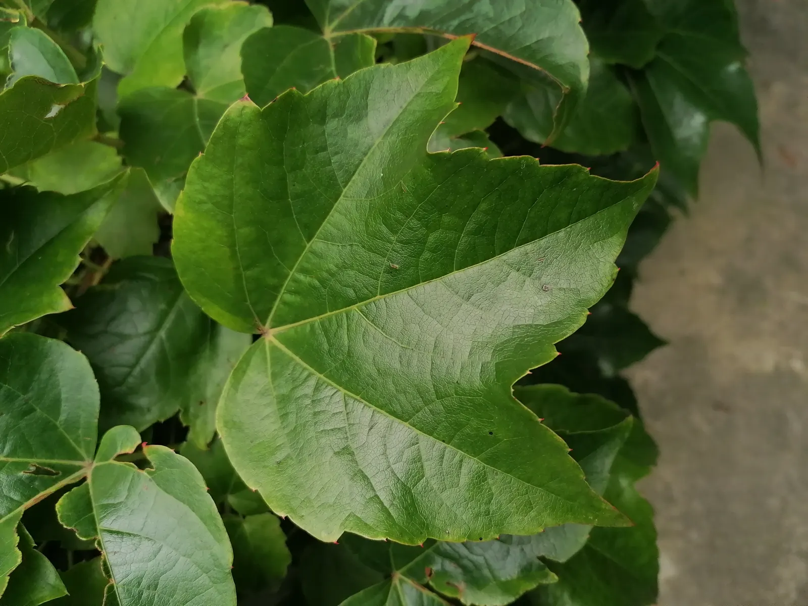Boston Ivy (Parthenocissus Tricuspidata) — offering dense coverage and excellent seasonal interest; with proper placement and minimal care, image 67