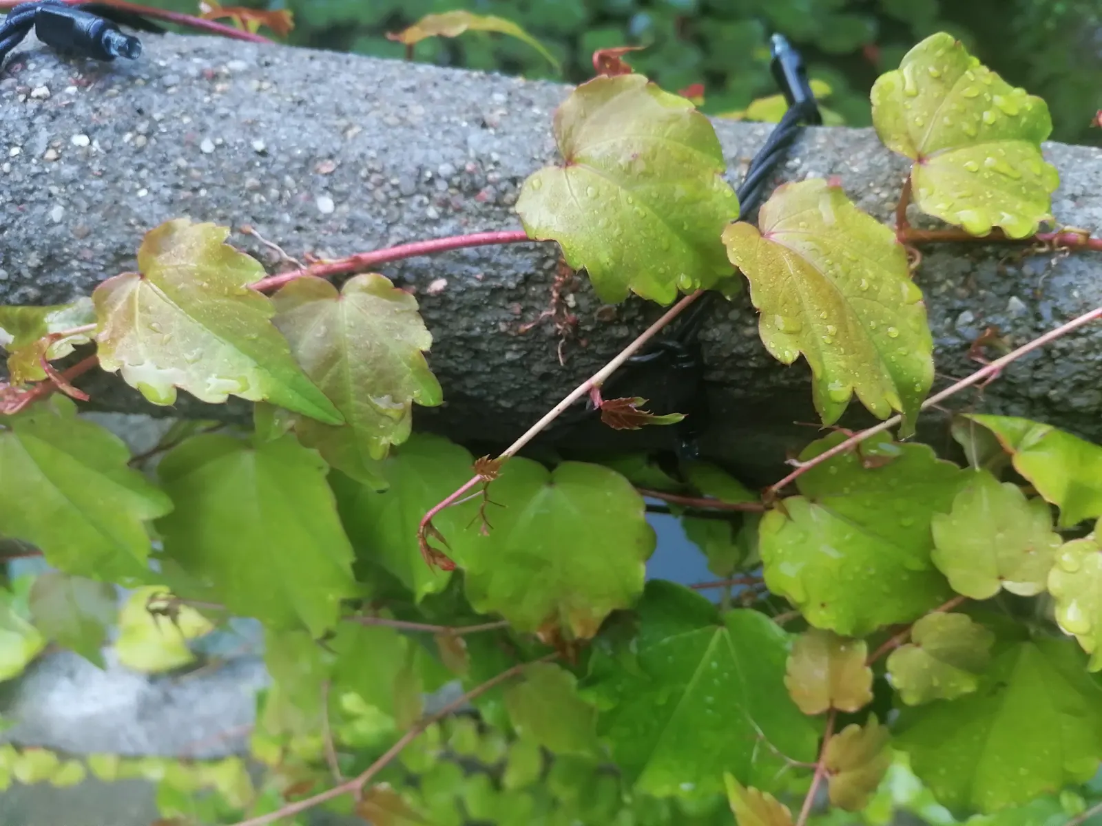 Boston Ivy (Parthenocissus Tricuspidata) — three-lobed leaves that turn fiery red in fall; boston Ivy thrives in USDA hardiness zones 4 through 8 and is not