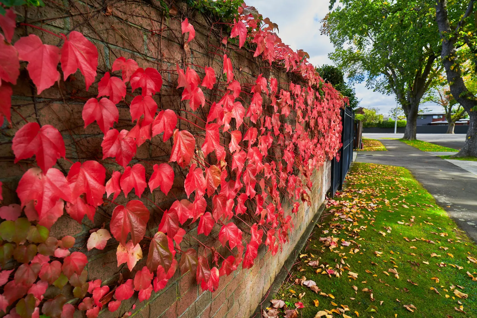 Boston Ivy (Parthenocissus Tricuspidata) — This self-clinging vine adheres to surfaces using tiny adhesive disks at the tips of its tendrils; <br><br>Reaching