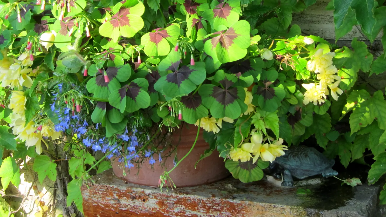 Boston Ivy (Parthenocissus Tricuspidata) — Boston Ivy thrives in USDA hardiness zones 4 through 8 and is not picky about its growing conditions; three-lobed