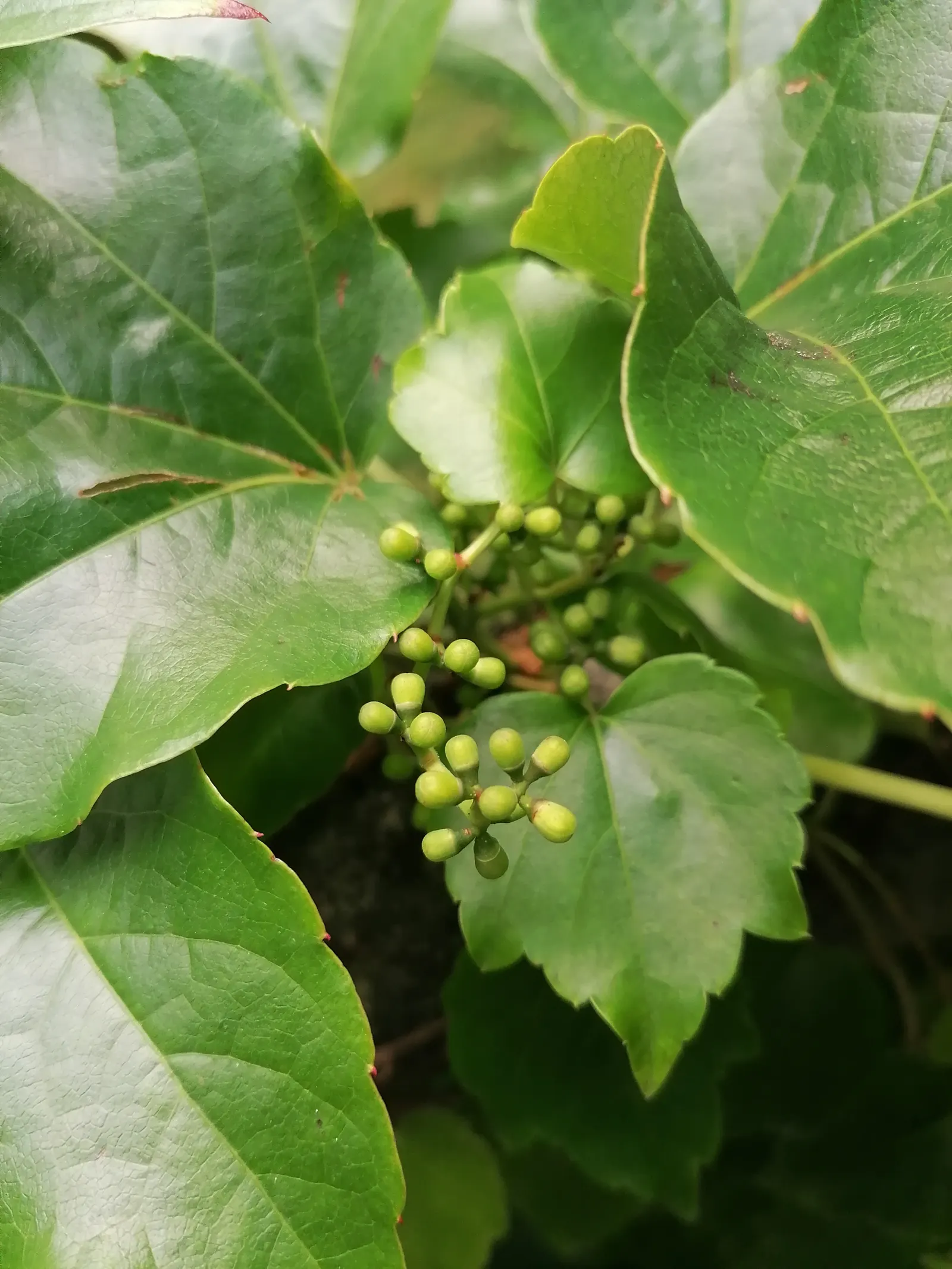 Boston Ivy (Parthenocissus Tricuspidata) — three-lobed leaves that turn fiery red in fall