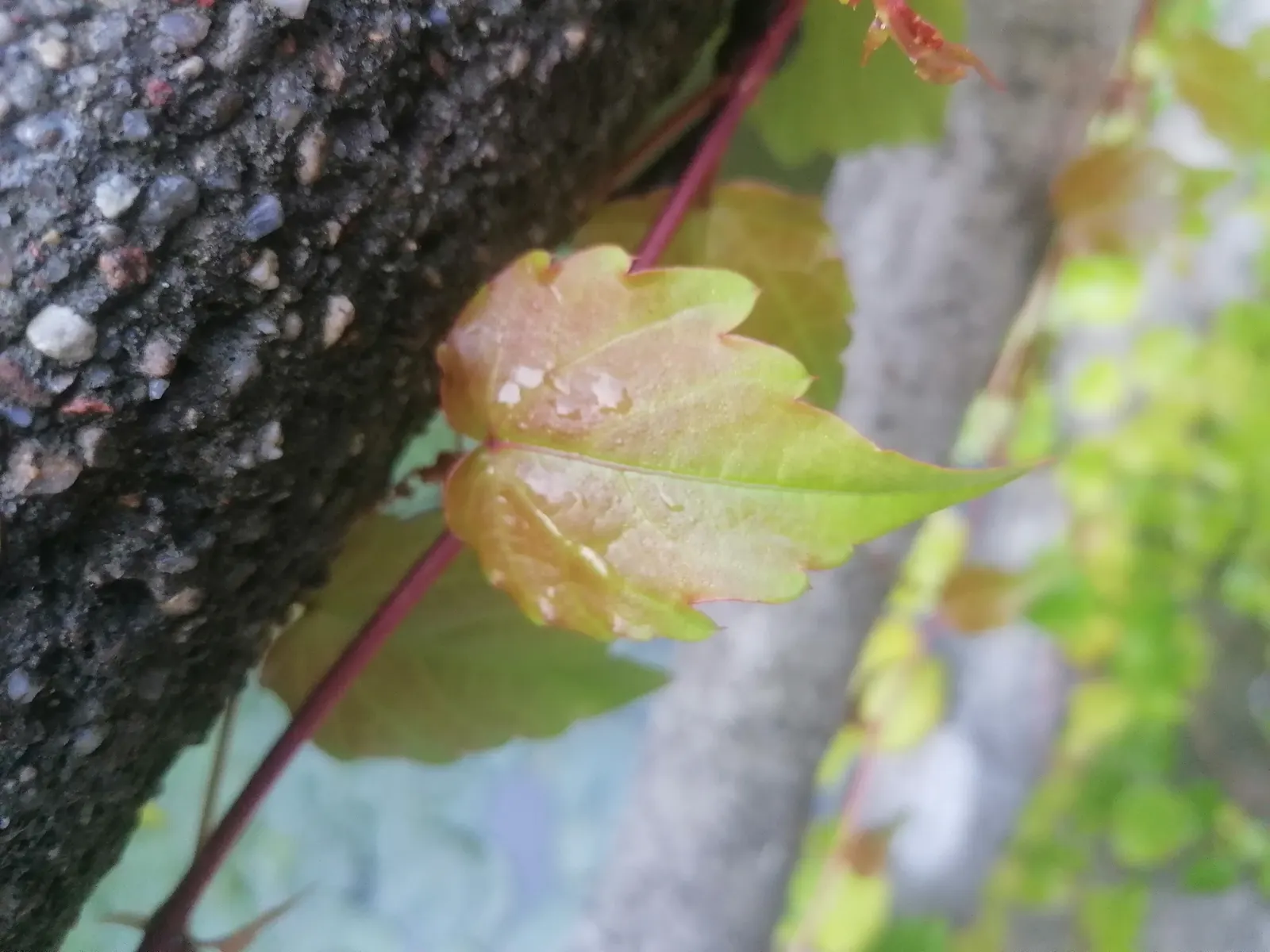 Boston Ivy (Parthenocissus Tricuspidata) — Boston Ivy (Parthenocissus tricuspidata) is a self-clinging; thrives in well-drained soil with full sun to partial