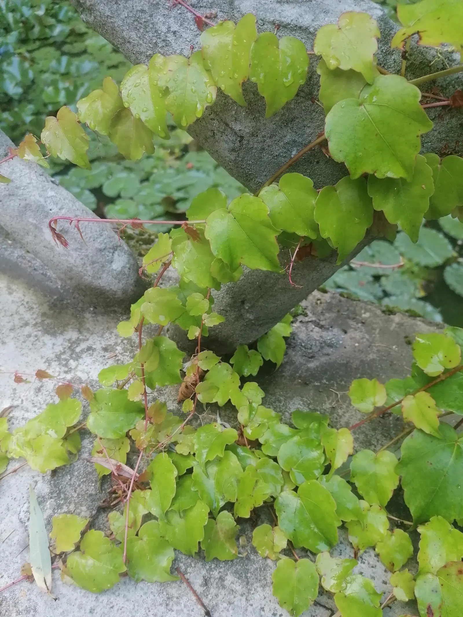 Boston Ivy (Parthenocissus Tricuspidata) — or wood without the need for structural support; green facade during the growing season and a stunning, image 81