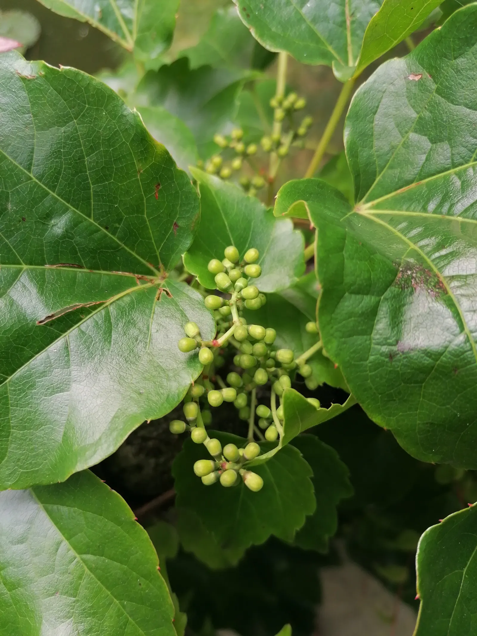 Boston Ivy (Parthenocissus Tricuspidata) — making it a versatile addition to any landscape design