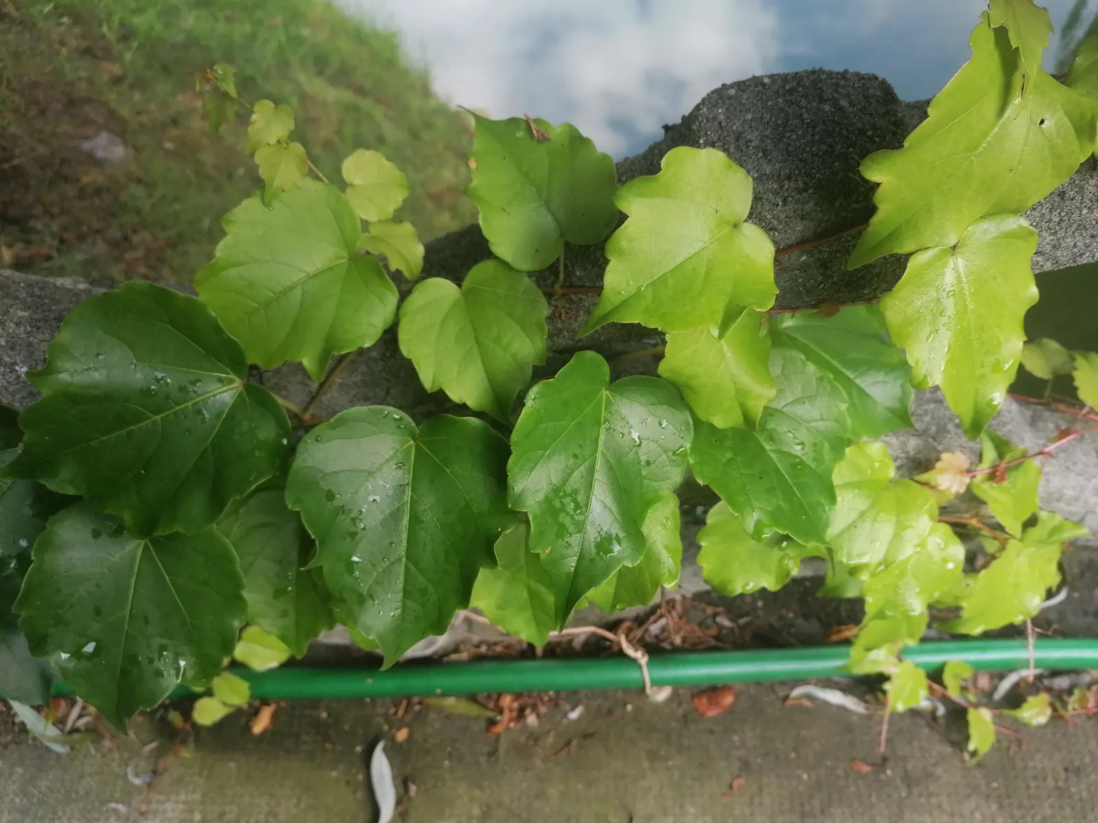 Boston Ivy (Parthenocissus Tricuspidata) — Thrives in well-drained soil with full sun to partial shade; this self-clinging vine adheres to surfaces using tiny