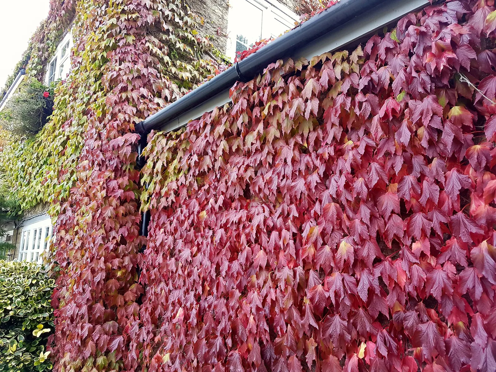 Boston Ivy (Parthenocissus Tricuspidata) — making it a versatile addition to any landscape design; or wood without the need for structural support