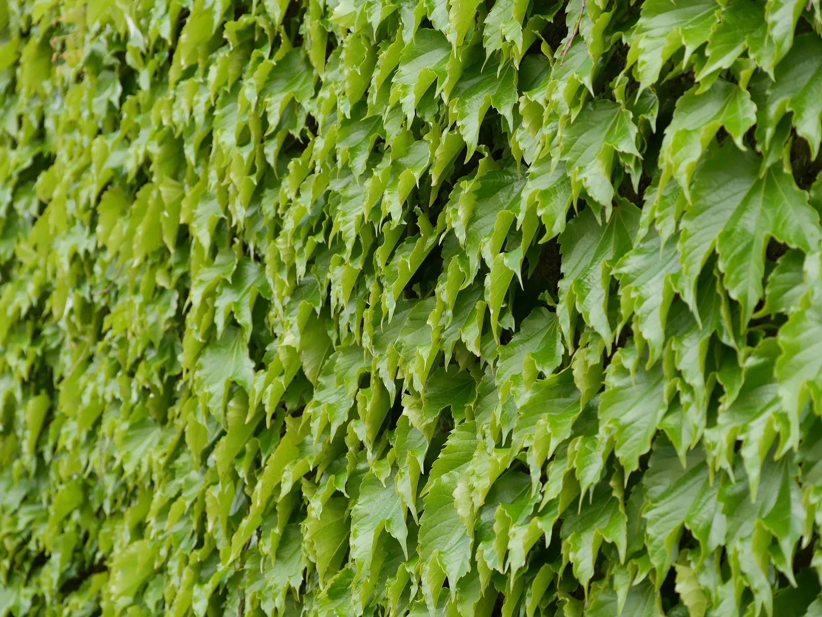 Boston Ivy (Parthenocissus Tricuspidata) — <br><br>Reaching heights of up to 50 feet and spreads as wide as 10 feet if left unpruned; offering, image 64