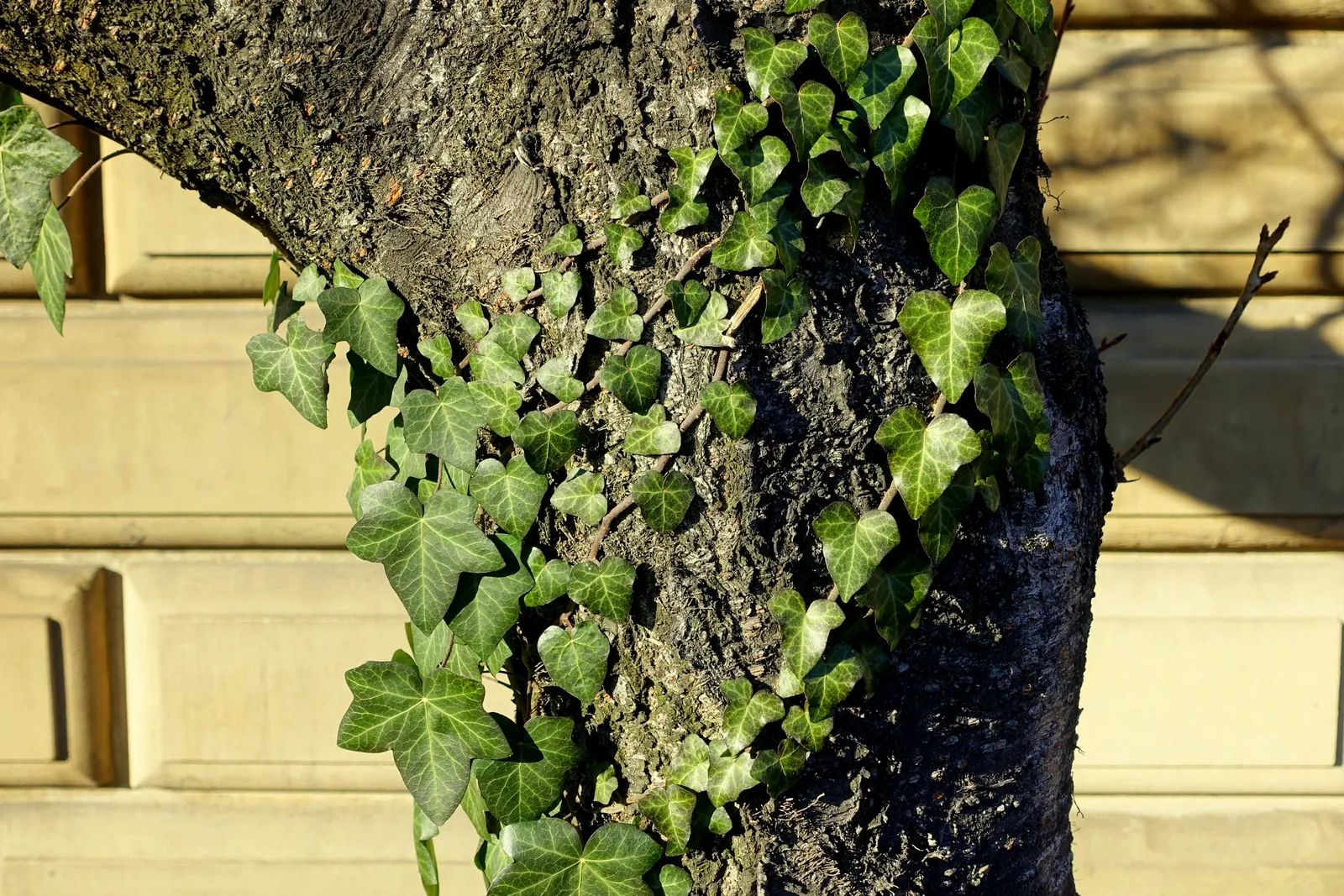 Boston Ivy (Parthenocissus Tricuspidata) — Boston Ivy will be a dynamic and attractive element in any garden design; making it an excellent choice, image 71
