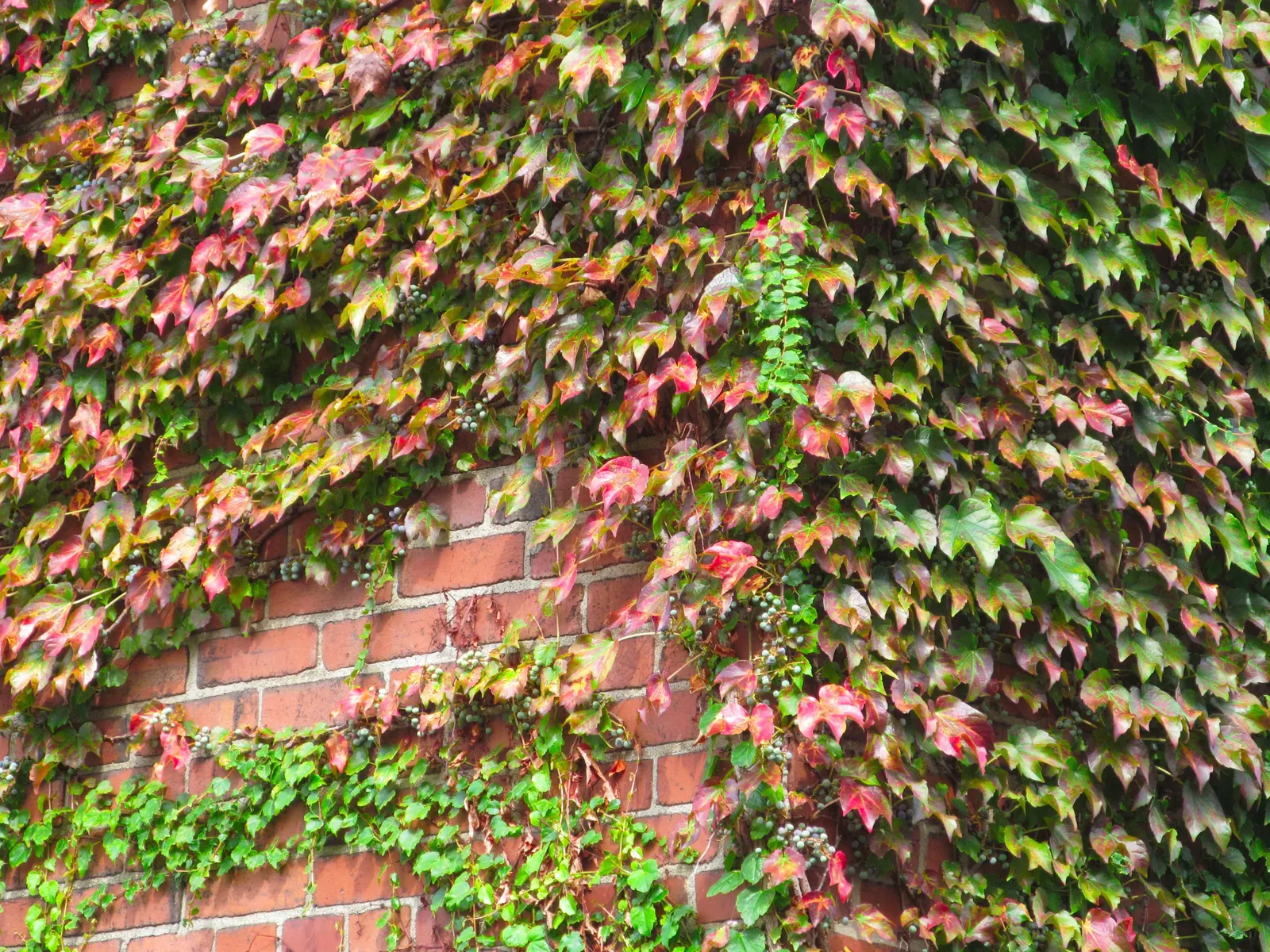 Boston Ivy (Parthenocissus Tricuspidata) — consider the potential impact on surfaces; hardy in zones 4-8, it requires minimal care once, image 68