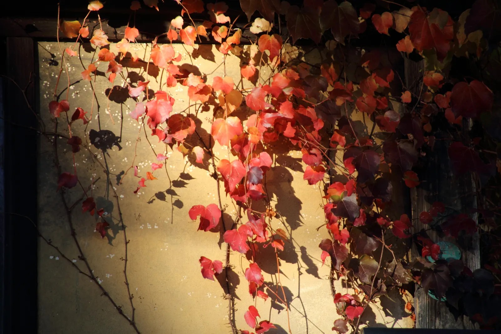 Boston Ivy (Parthenocissus Tricuspidata) — This self-clinging vine adheres to surfaces using tiny adhesive disks at the tips of its tendrils