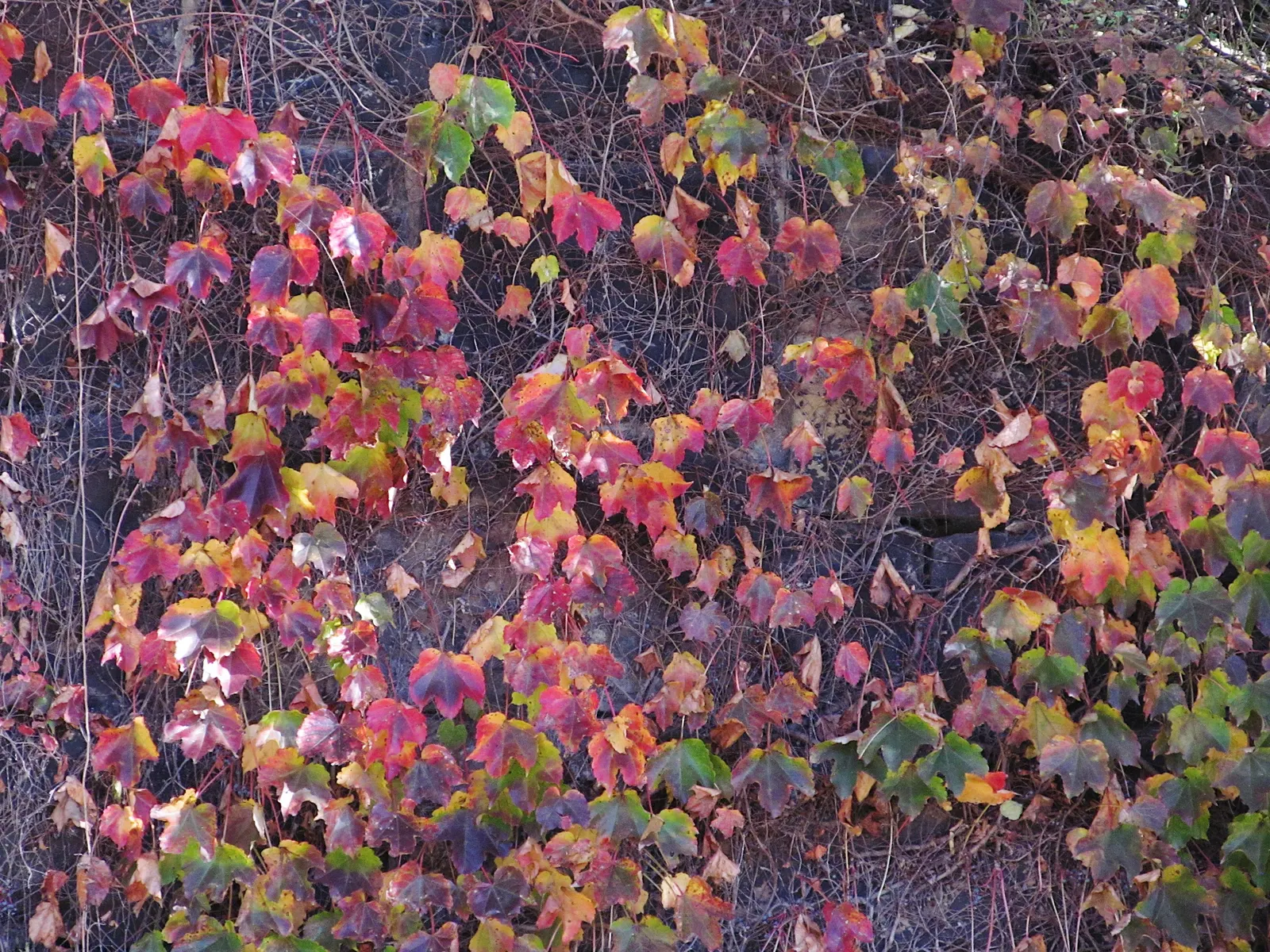 Boston Ivy (Parthenocissus Tricuspidata) — <br><br>Reaching heights of up to 50 feet and spreads as wide as 10 feet if left unpruned