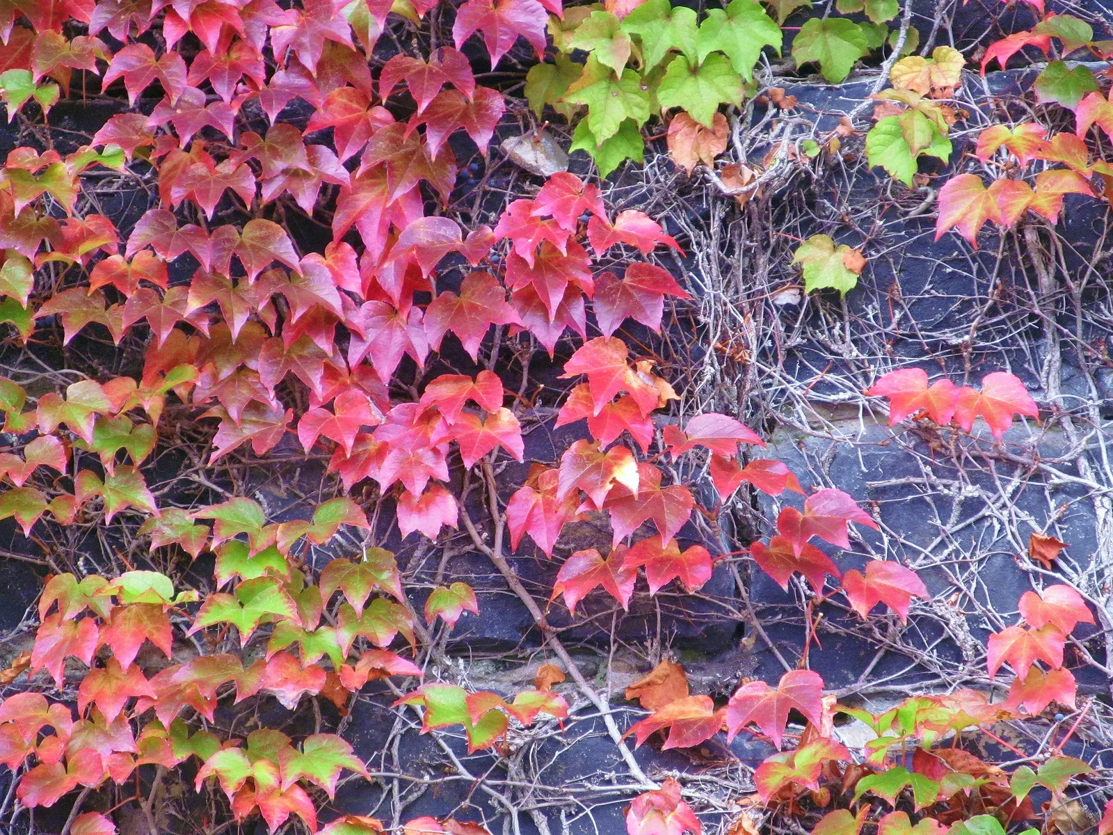 Boston Ivy (Parthenocissus Tricuspidata) — making it an excellent choice for creating a 'living wall' on brick