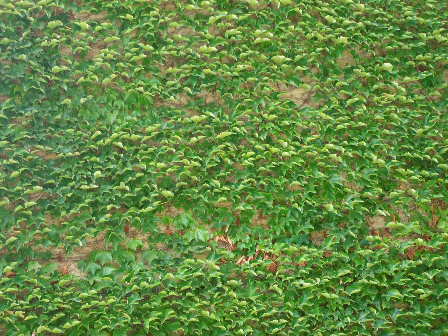 Boston Ivy (Parthenocissus Tricuspidata) — Thrives in well-drained soil with full sun to partial shade