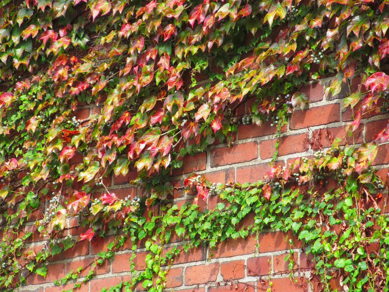 Boston Ivy (Parthenocissus Tricuspidata) — Hardy in zones 4-8, it requires minimal care once established, adding vibrant texture to facades
