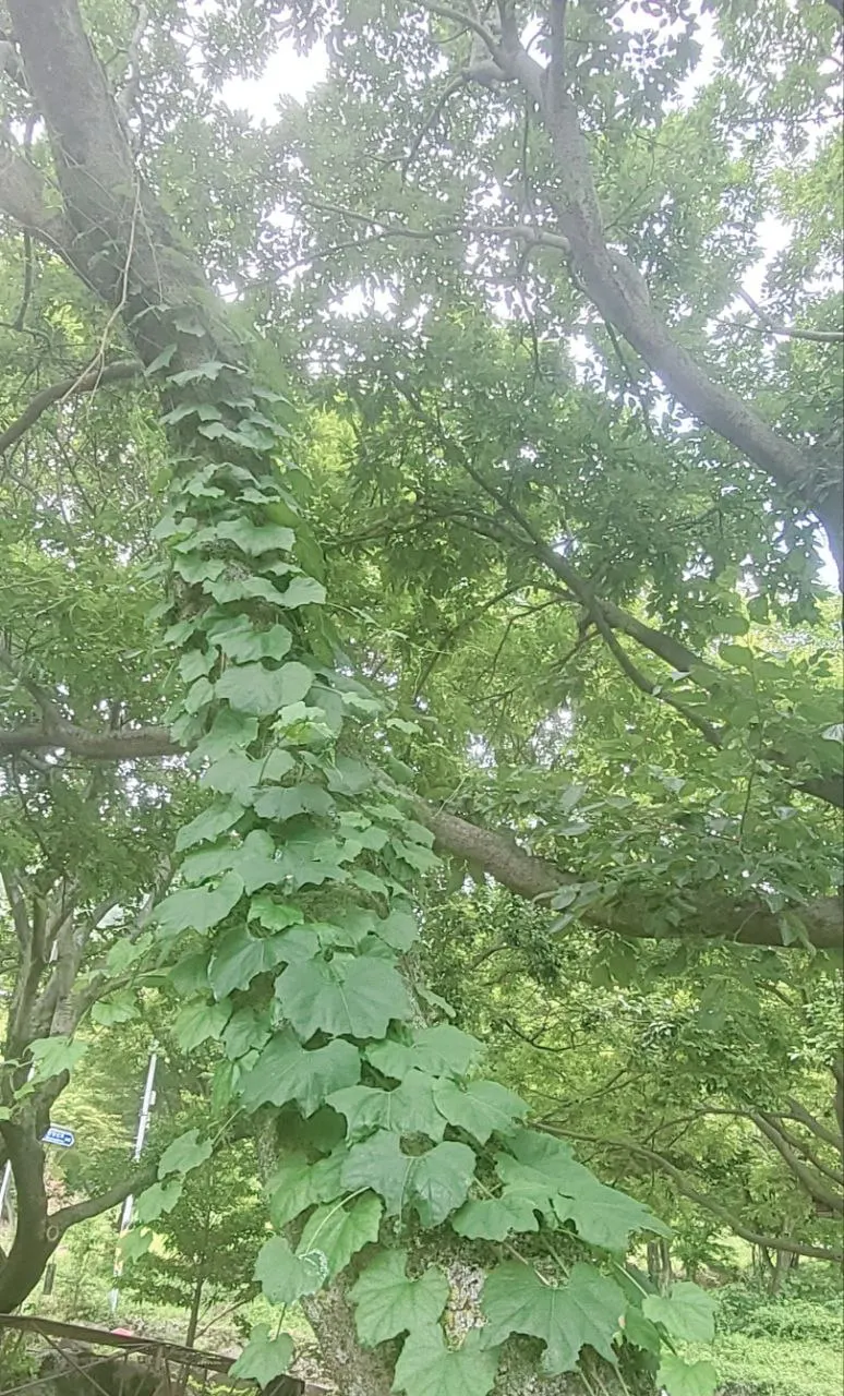 Boston Ivy (Parthenocissus Tricuspidata) — or wood without the need for structural support