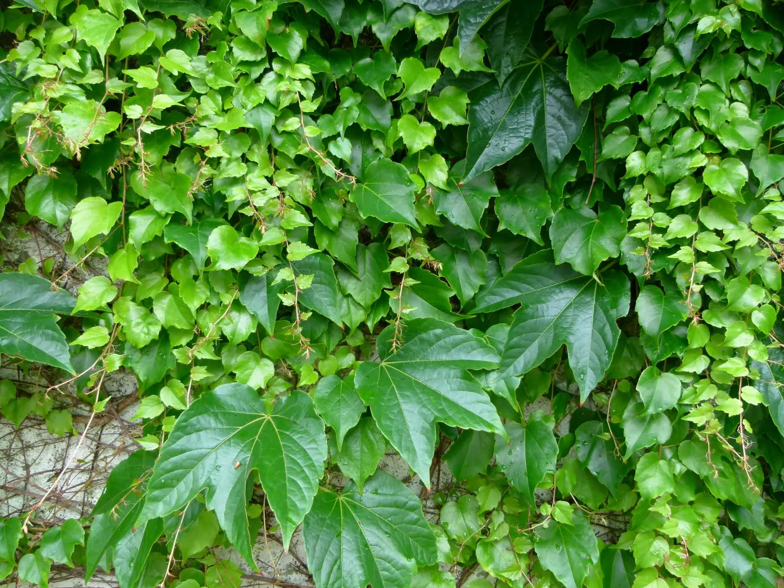 Boston Ivy (Parthenocissus Tricuspidata) — Hardy in zones 4-8, it requires minimal care once established, adding vibrant texture to facades, image 77