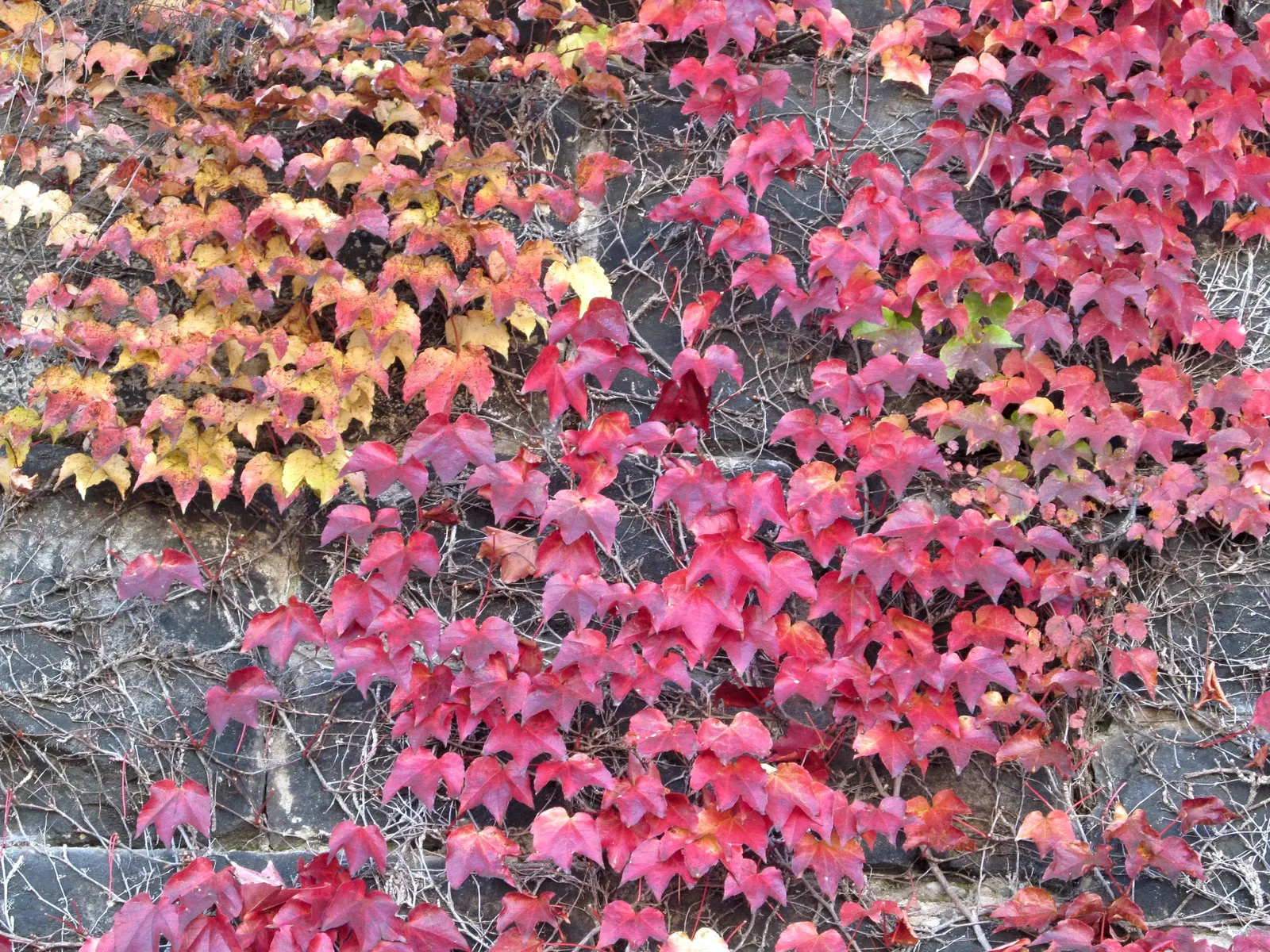 Boston Ivy (Parthenocissus Tricuspidata) — Boston Ivy (Parthenocissus tricuspidata) is a self-clinging