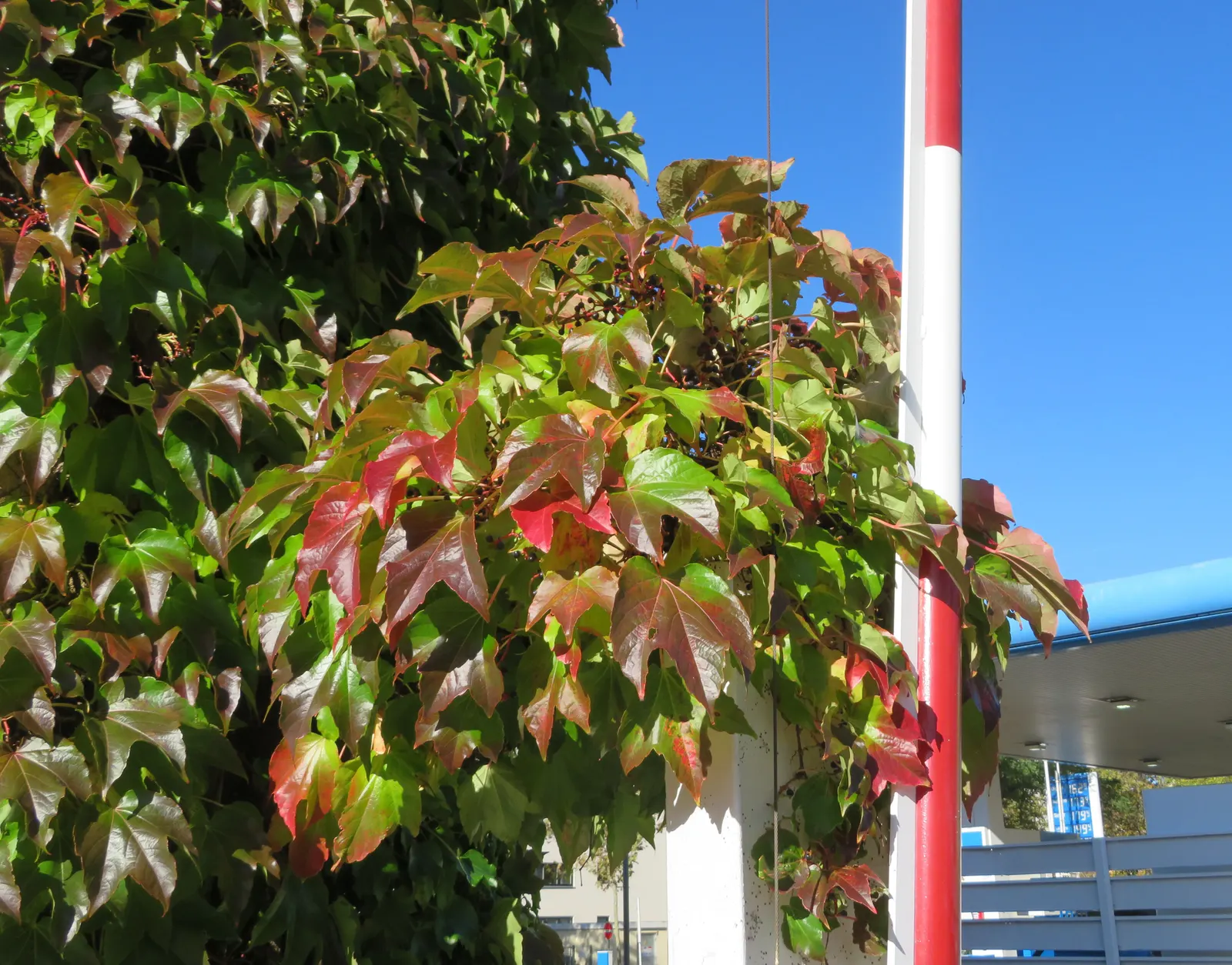 Boston Ivy (Parthenocissus Tricuspidata) — green facade during the growing season and a stunning display of fiery reds and oranges in the fall