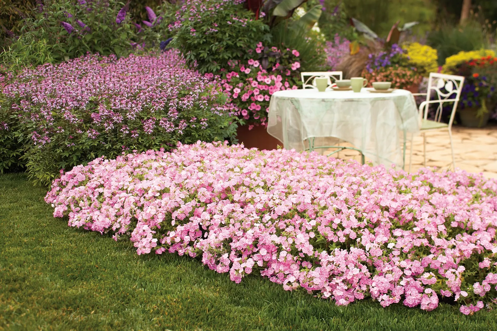 White III Phlox (Phlox drummondii) — making it useful for edging