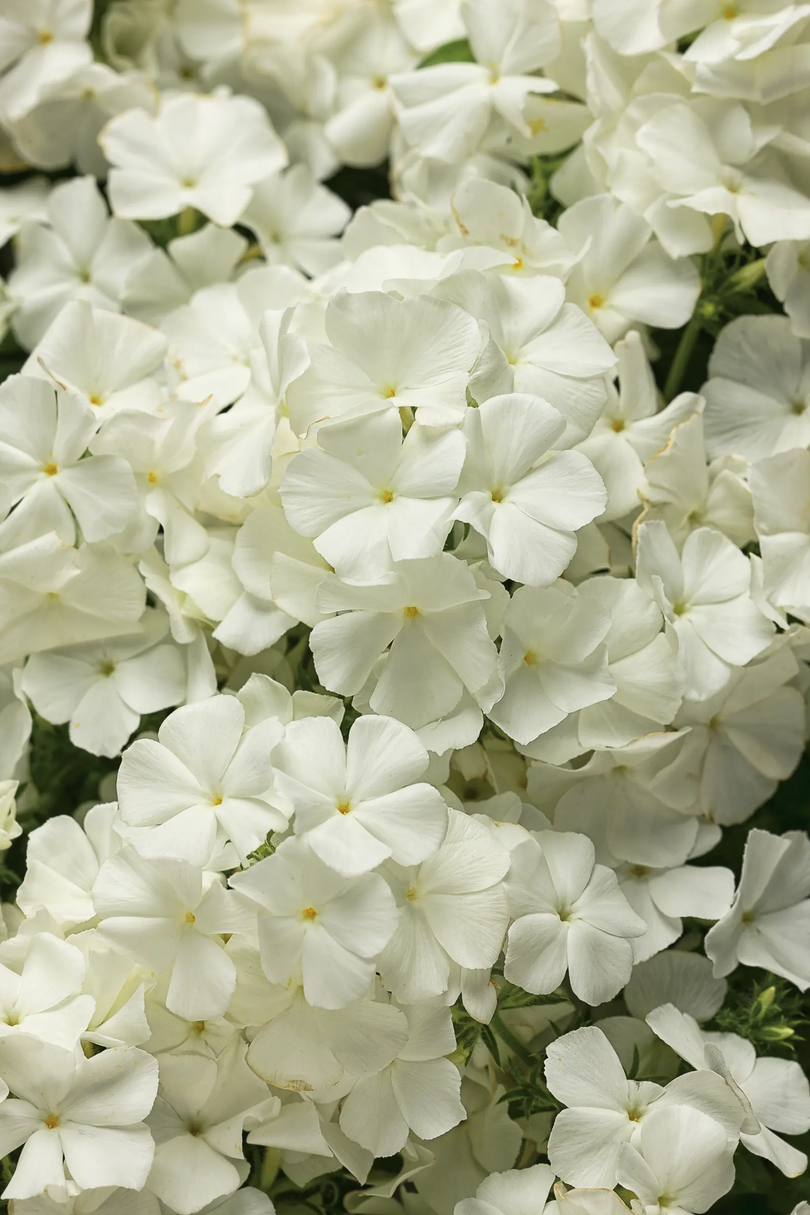 White III Phlox (Phlox drummondii) — Hardy in USDA Zones 10a-11b