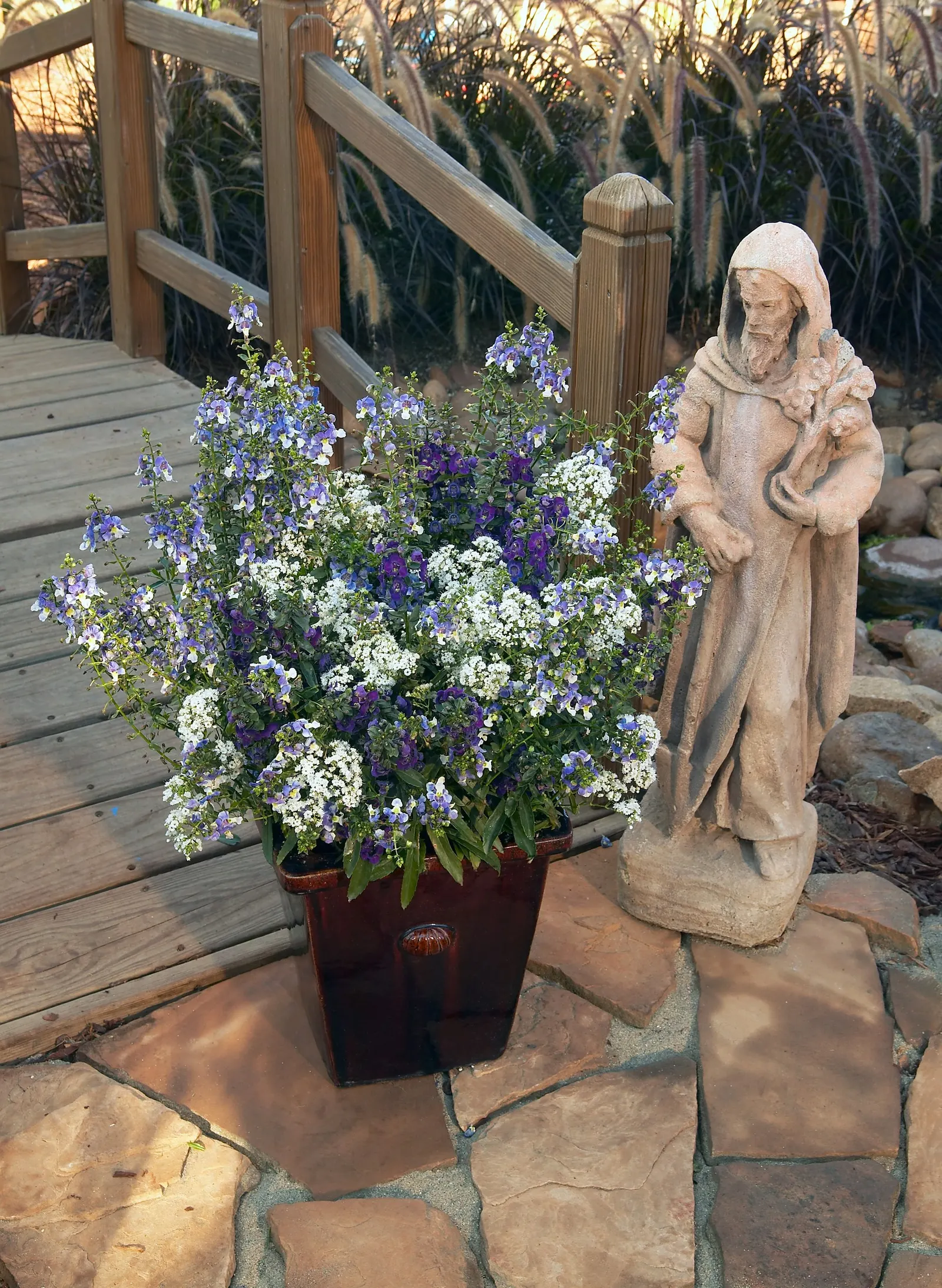 White III Phlox (Phlox drummondii) — It grows 10-16 inches tall and wide