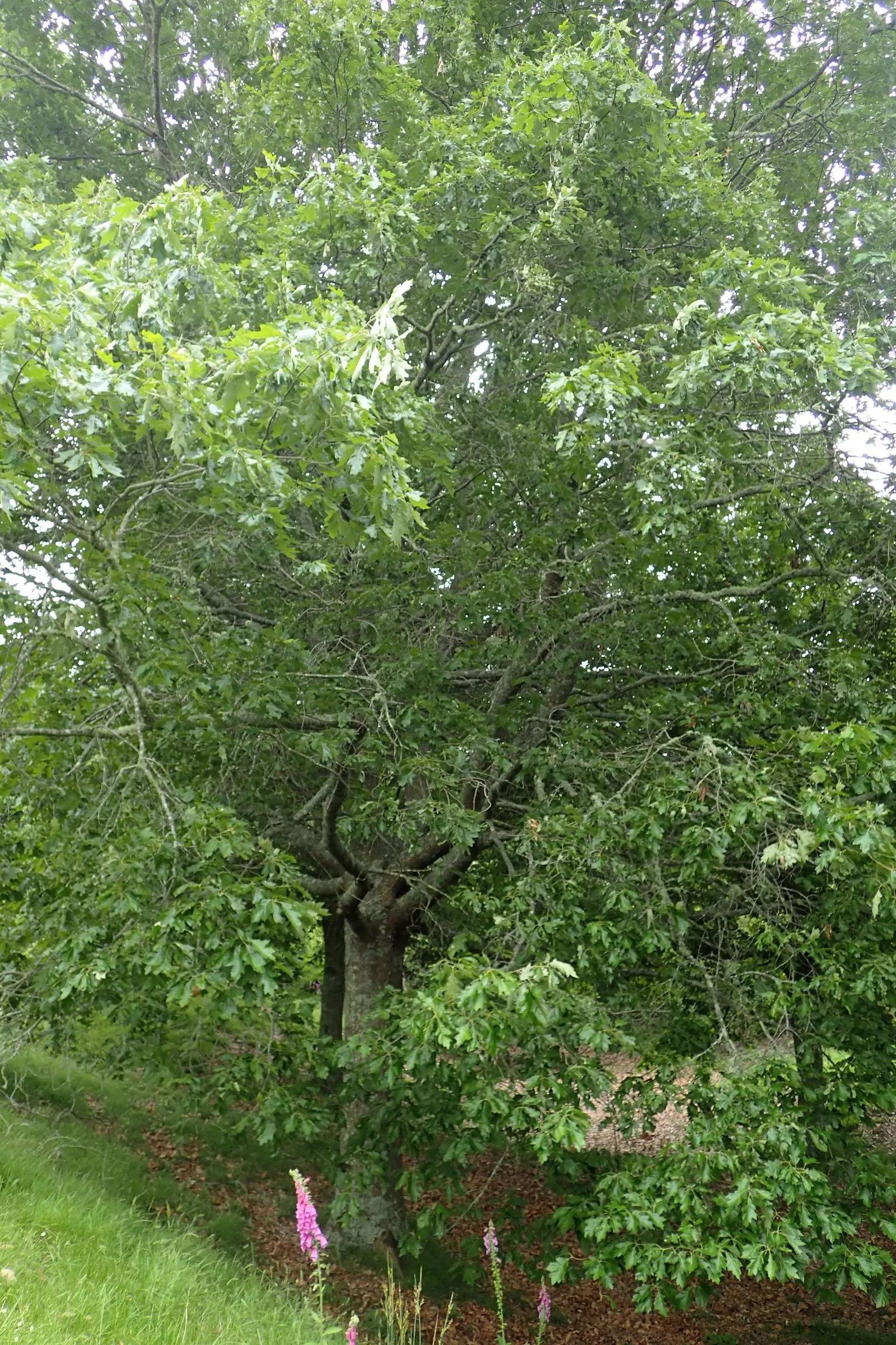 Cherrybark Oak (Quercus Pagoda) — providing a burst of seasonal color.<br><br>For designers