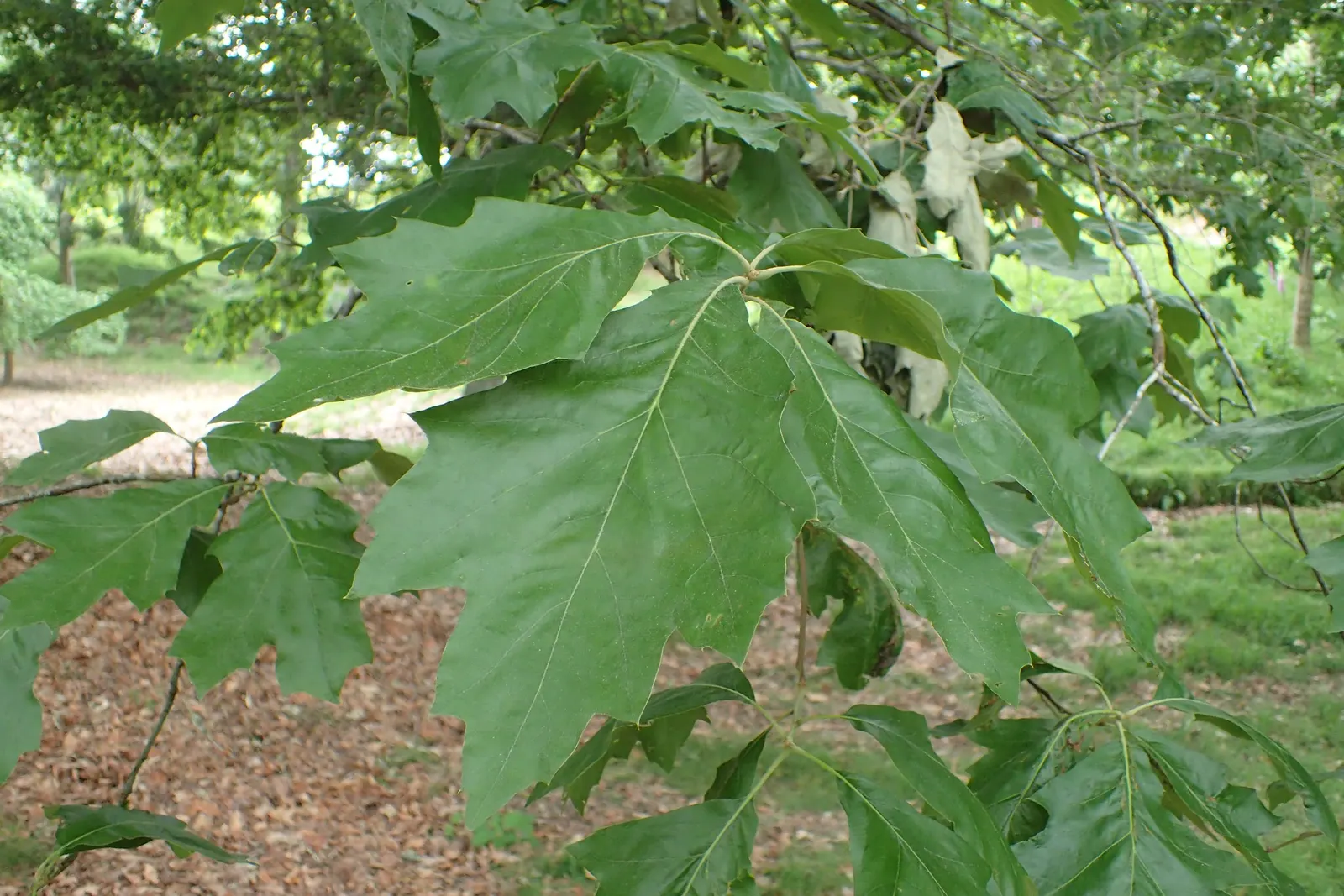 Cherrybark Oak (Quercus Pagoda) — it is noted for its attractive