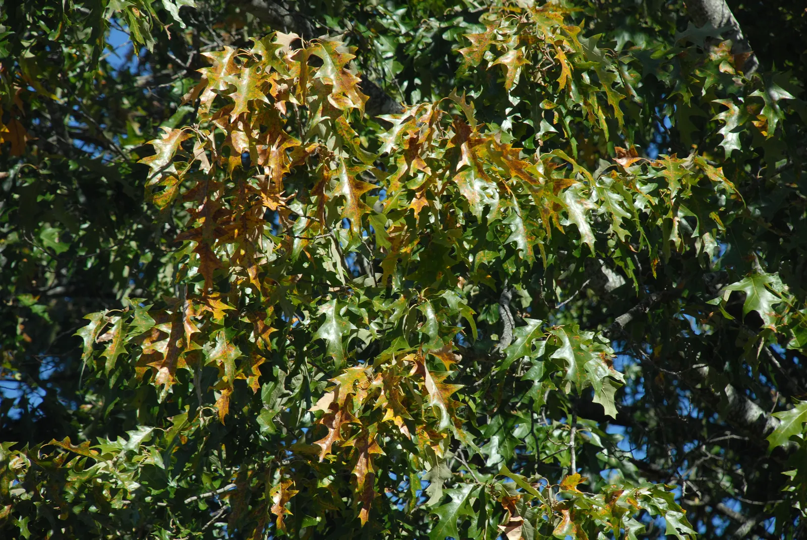 Cherrybark Oak (Quercus Pagoda) — cherry-like bark that is smooth and dark gray when young