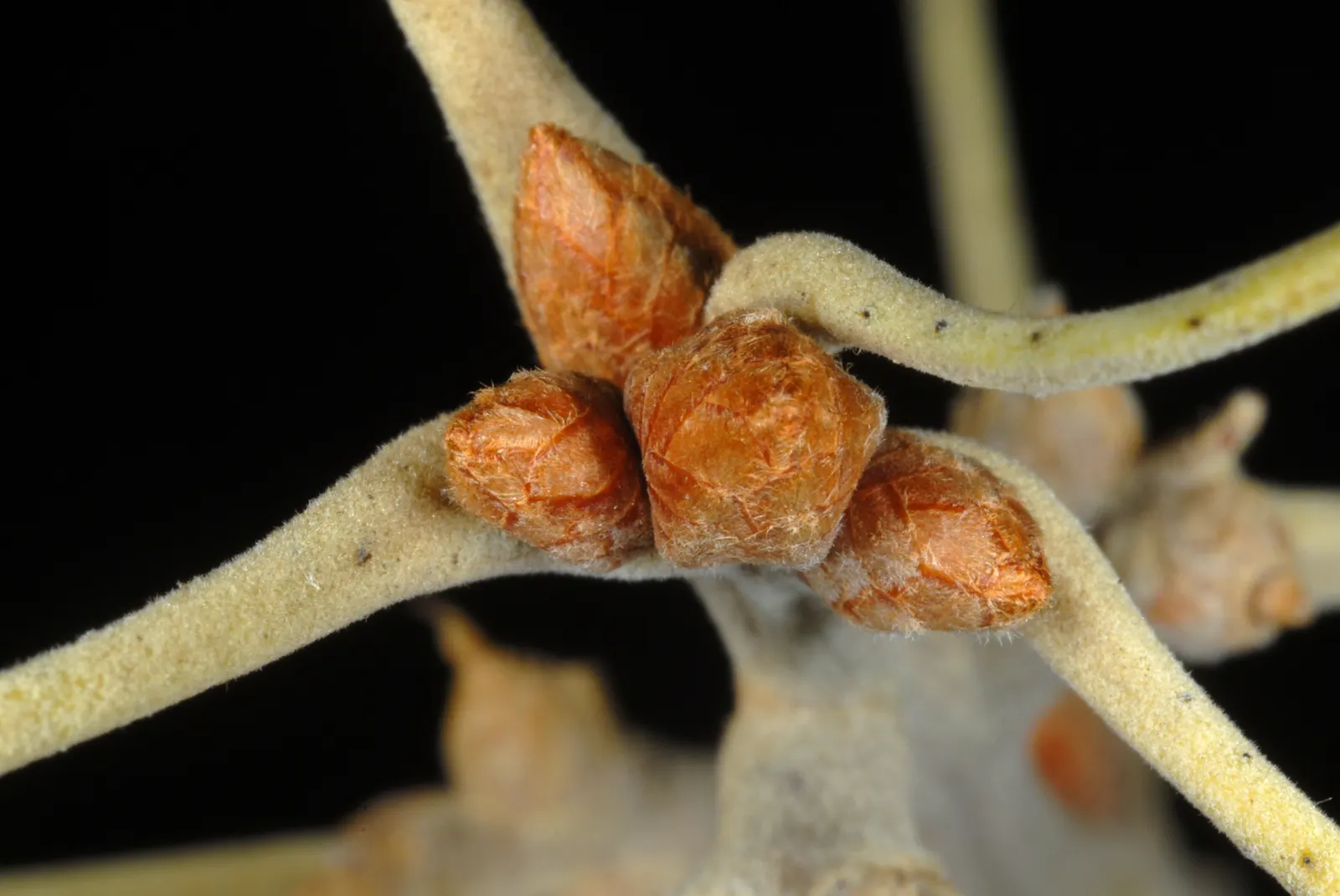 Cherrybark Oak (Quercus Pagoda) — consider its generous size