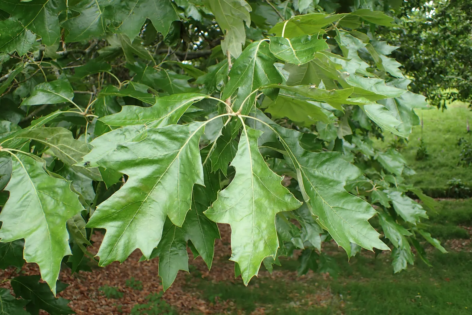 Cherrybark Oak (Quercus Pagoda) — with their glossy green surface and pagoda-like lobes