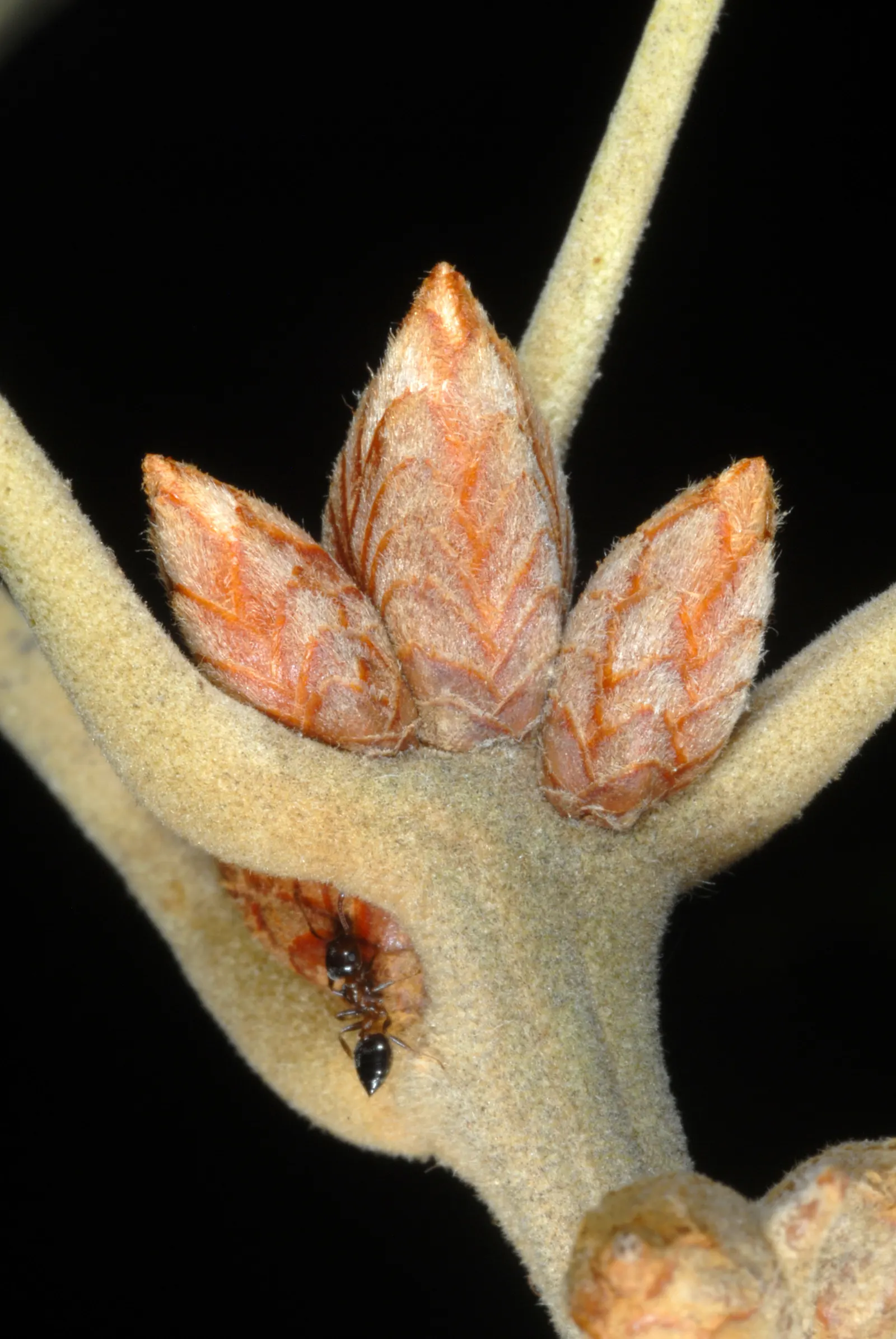 Cherrybark Oak (Quercus Pagoda) — consider its generous size; scientifically named Quercus pagoda