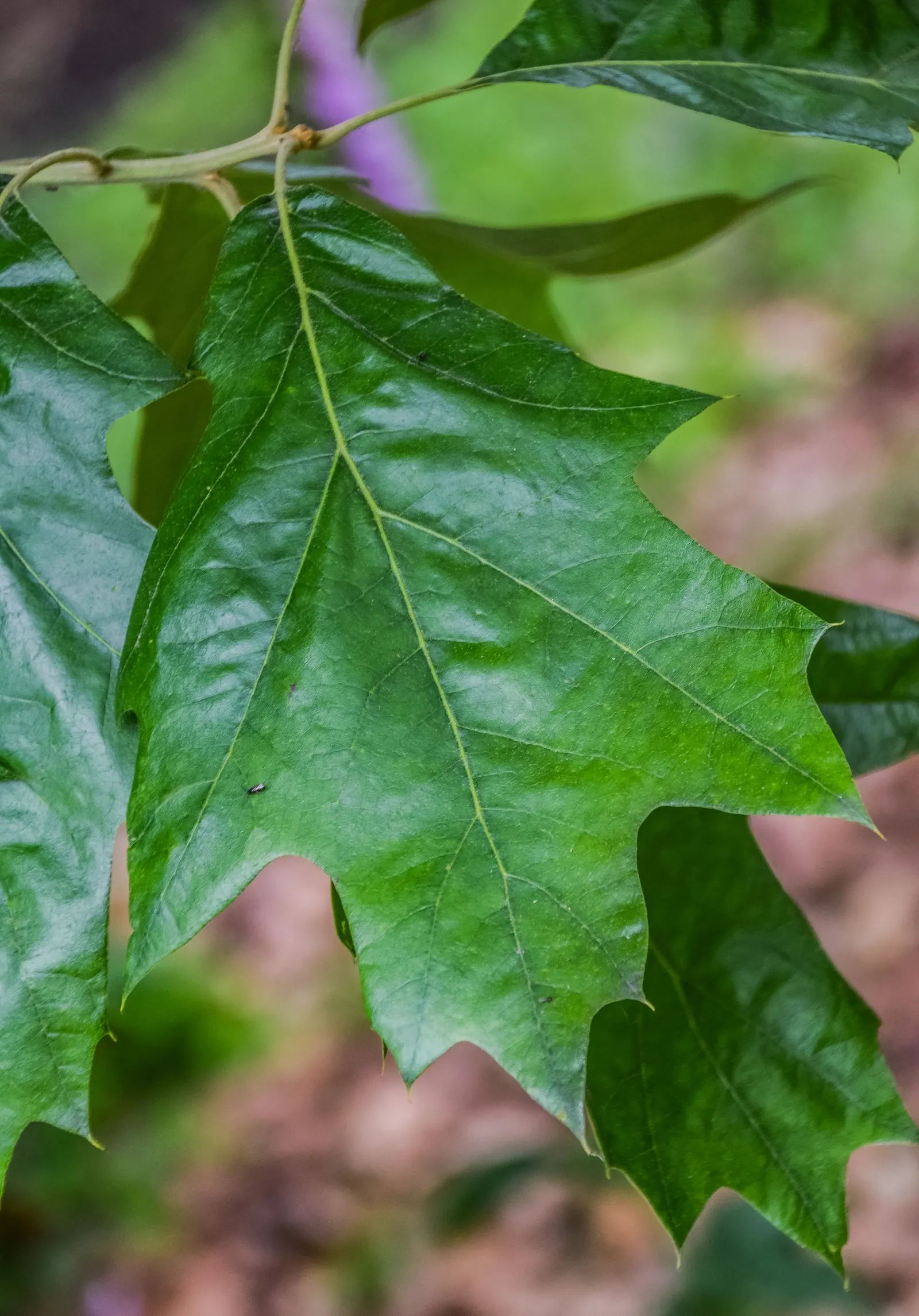 Cherrybark Oak (Quercus Pagoda) — is a stately tree prized for its strong wood and vibrant fall coloration; preferring full sun and moist