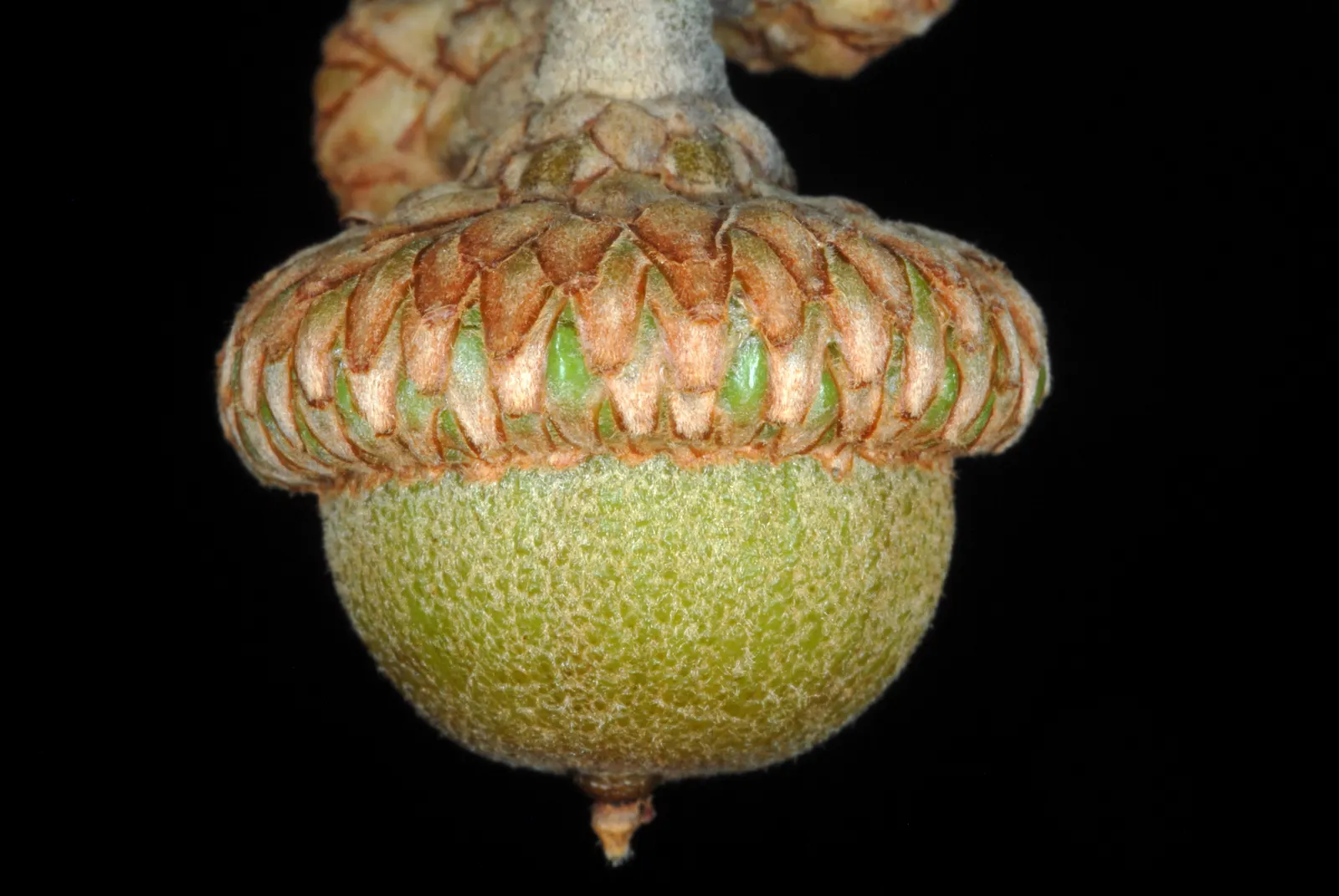 Cherrybark Oak (Quercus Pagoda) — Cherrybark Oak forms a rounded to broad-spreading canopy; as a member of the red oak group