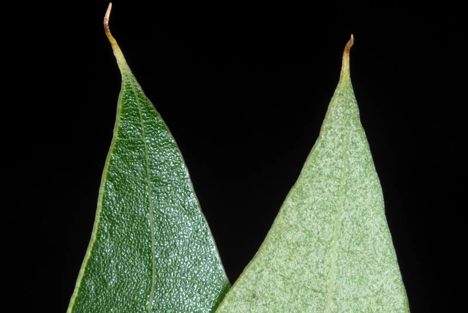 Cherrybark Oak (Quercus Pagoda) — A well-suited specimen for large landscapes, offering grandeur and seasonal interest; turning to a vibrant red or, image 54