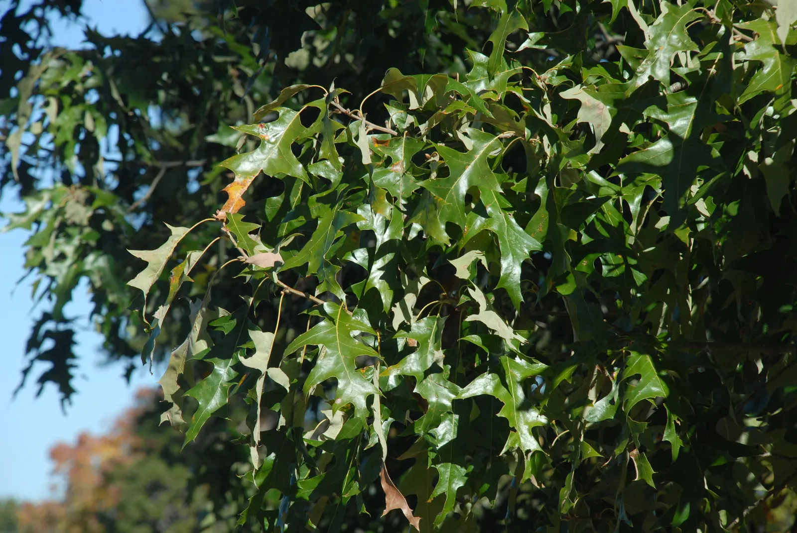 Cherrybark Oak (Quercus Pagoda) — providing a burst of seasonal color.<br><br>For designers; the leaves of this oak are distinct